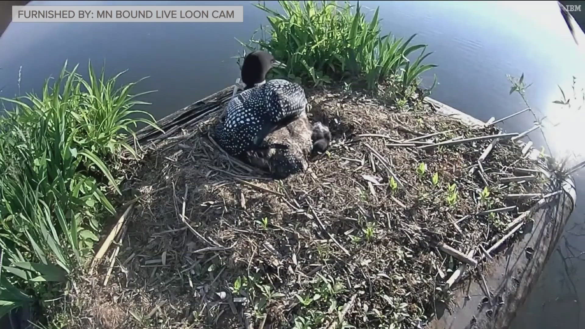 The Live Loon Cam went away four years ago, but Larry Backlund has continued to bring out the nesting platform — a tradition he started 20 years ago.