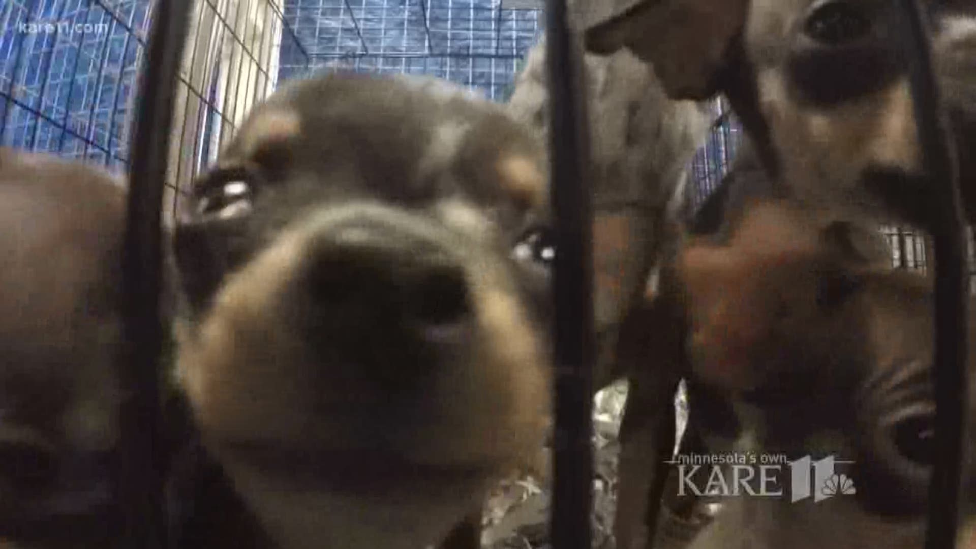 More than 40 Chihuahua mixes were rescued from a home in Carlton County on Wednesday. https://kare11.tv/2GrZnt0