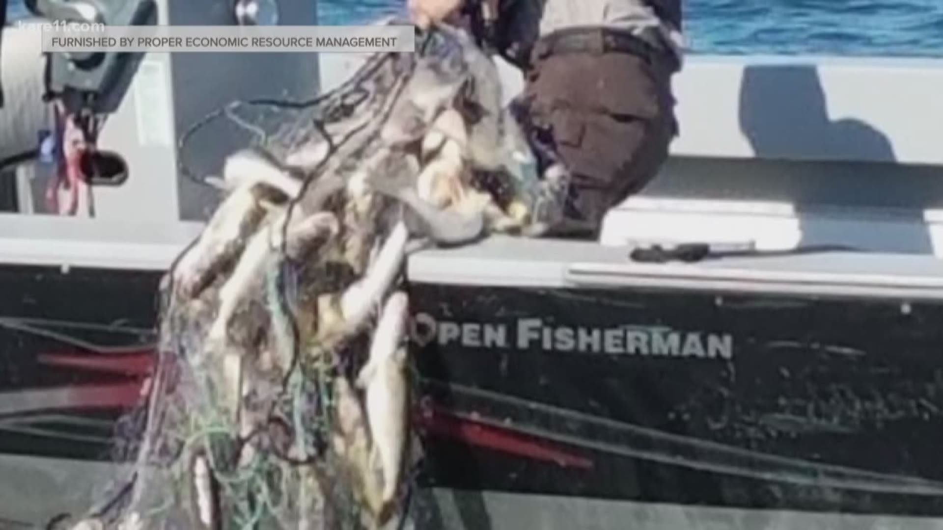 A photo showing an abandoned tribal gillnet with 67 dead walleye has inflamed tensions concerning the management of Lake Mille Lacs. https://kare11.tv/2Lx9EqK
