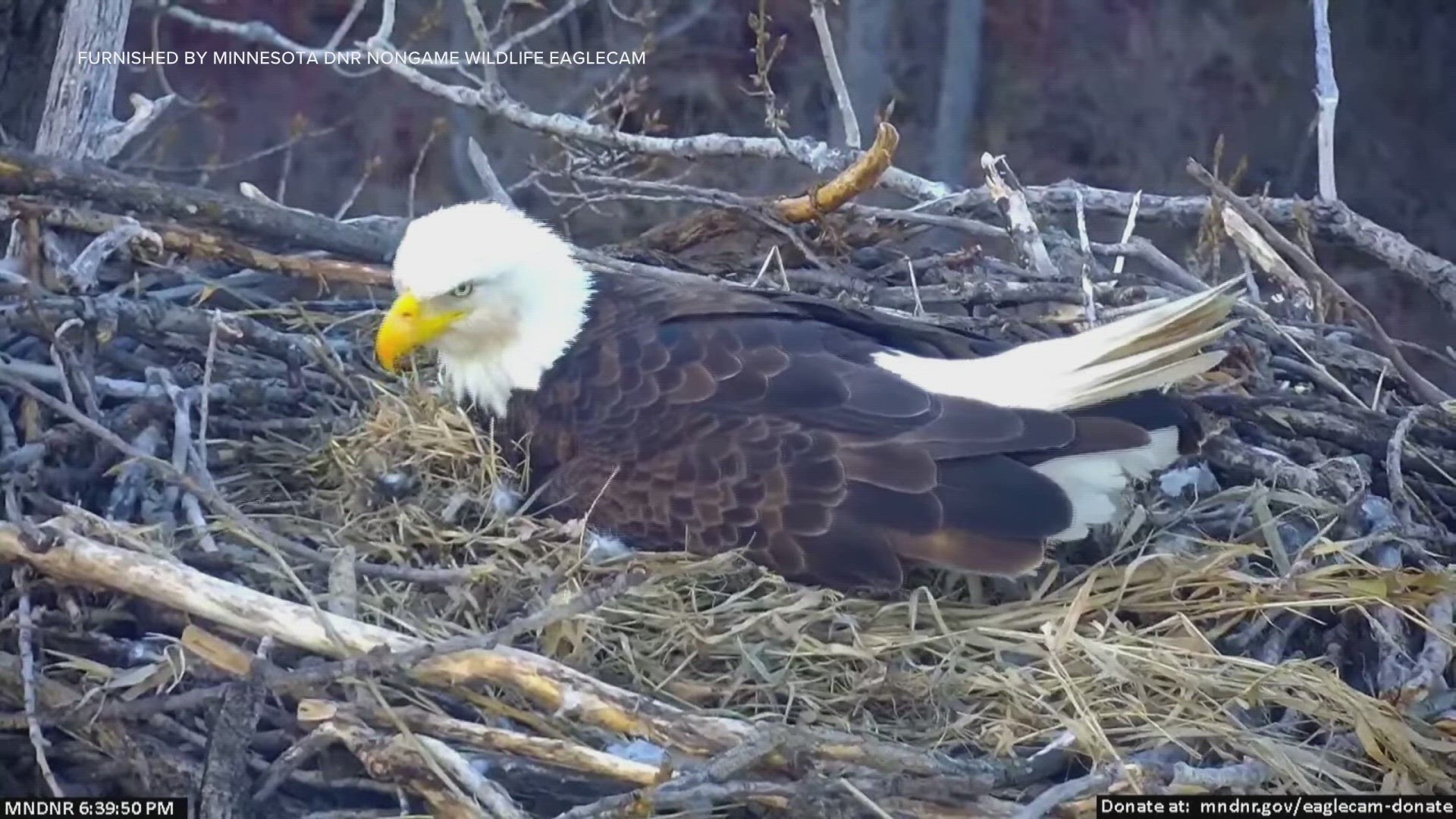 EagleCam viewers spotted the lone egg open and the movement of a fuzzy eaglet under its parent.