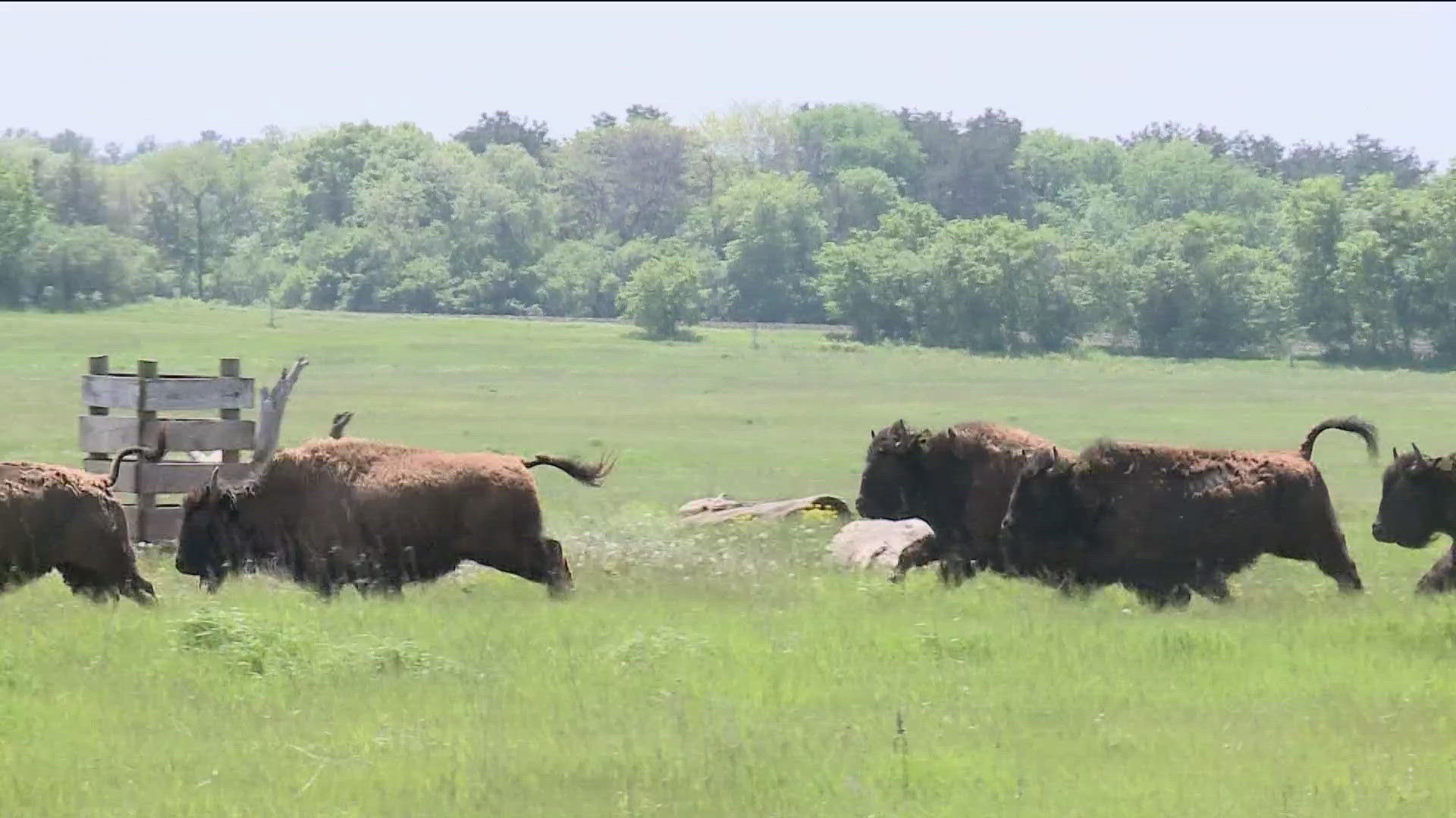 Saturday marked the annual release for the 29 bison.