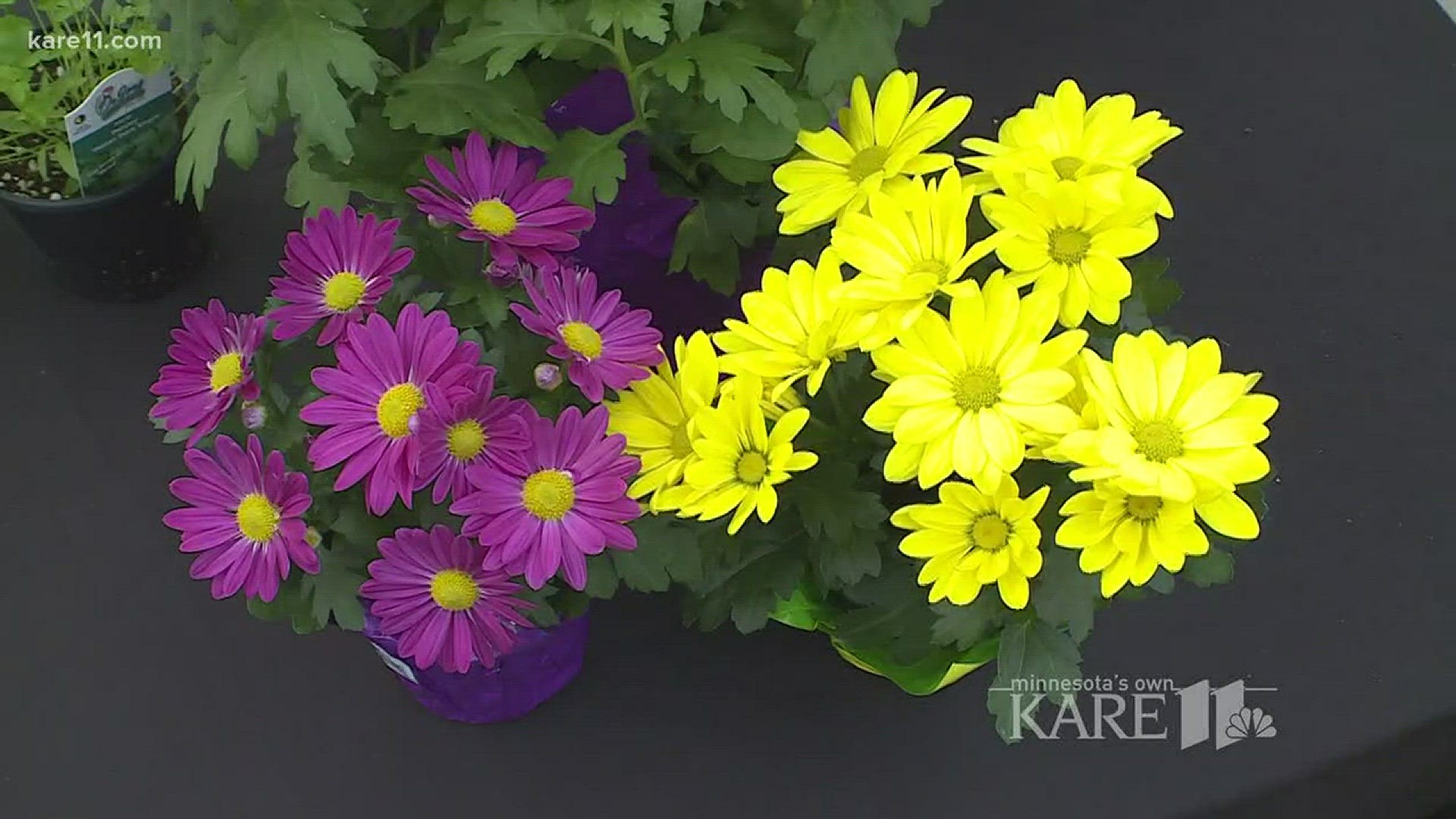 Grow with KARE: Plants that clean your house