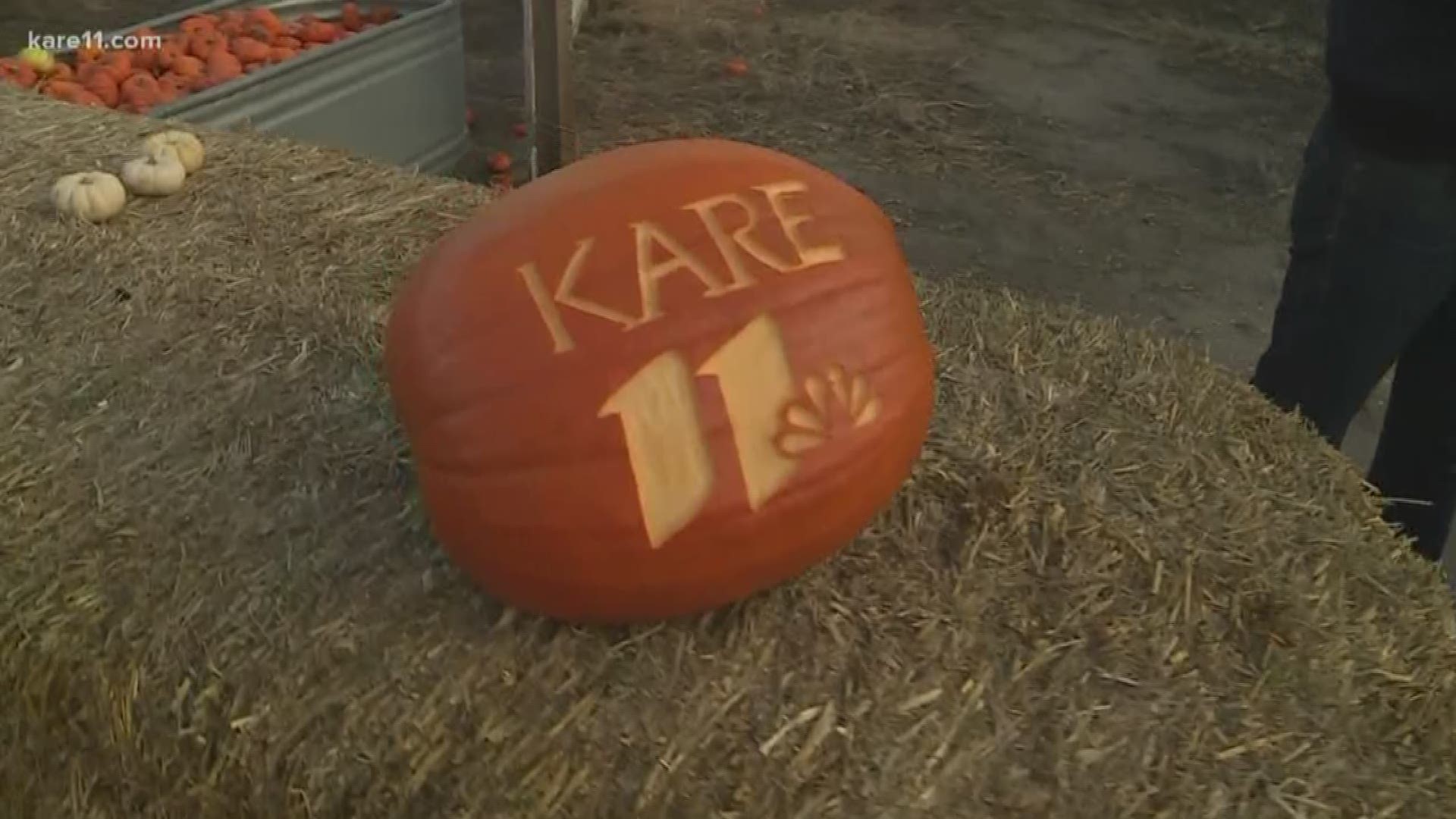 Minnesota's largest corn maze can be found in the northwest metro on Highway 169 in Brooklyn Park. This year's maze includes a giant slide and a pumpkin slinger. Kent Erdahl gave them both a try on KARE 11 Saturday.