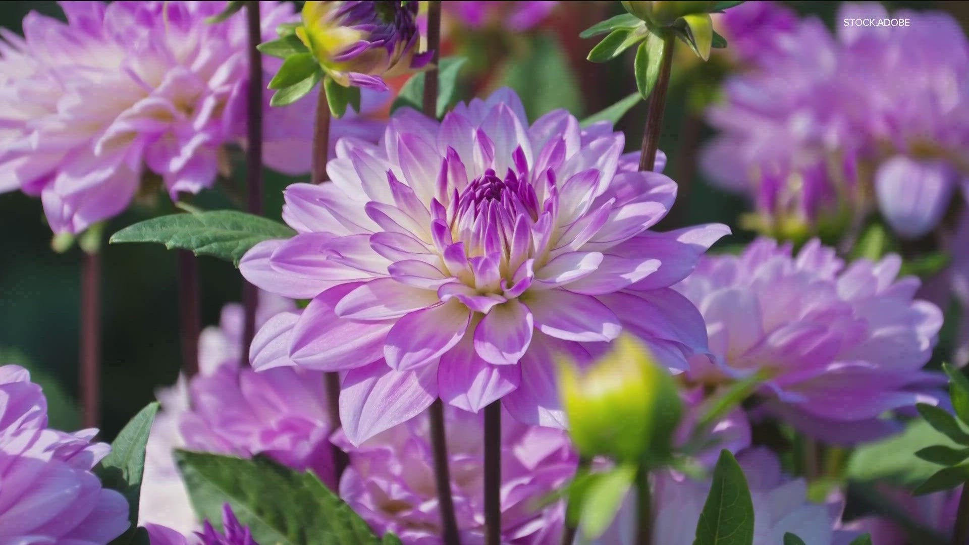 Dahlias come in lots of different shapes, sizes and colors, blooming from mid-summer until frost.