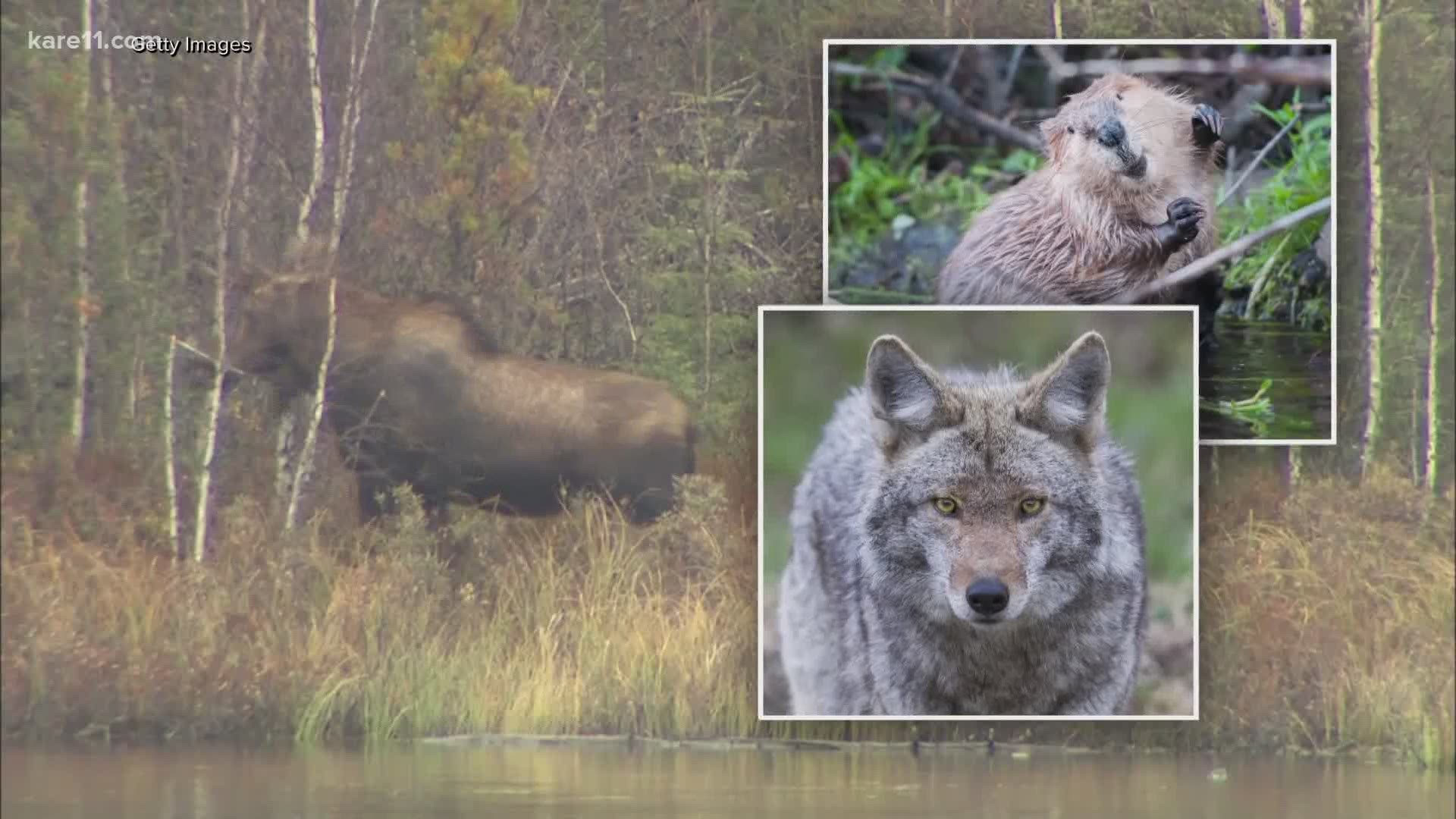  Frcavbin National Park Moose Bison Deer Bear Forest