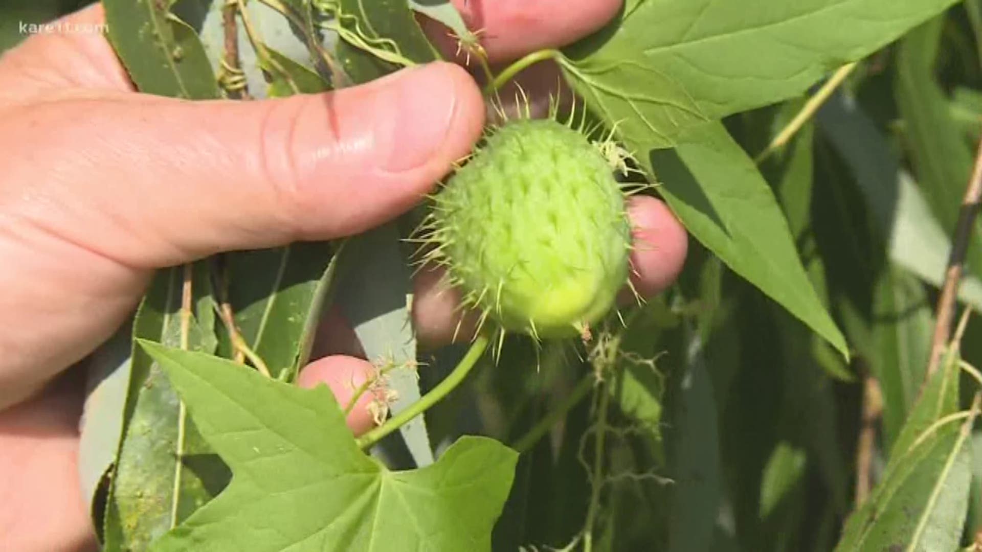 They are visible from the highway and appear to be smothering bushes and trees. But experts say wild cucumbers aren't as bad as they look. https://kare11.tv/2O6d5FP