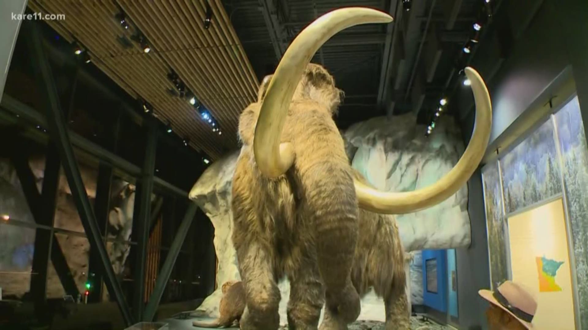 Sven Sundgaard explains why the woolly mammoth went extinct. https://kare11.tv/2DDvOXM
