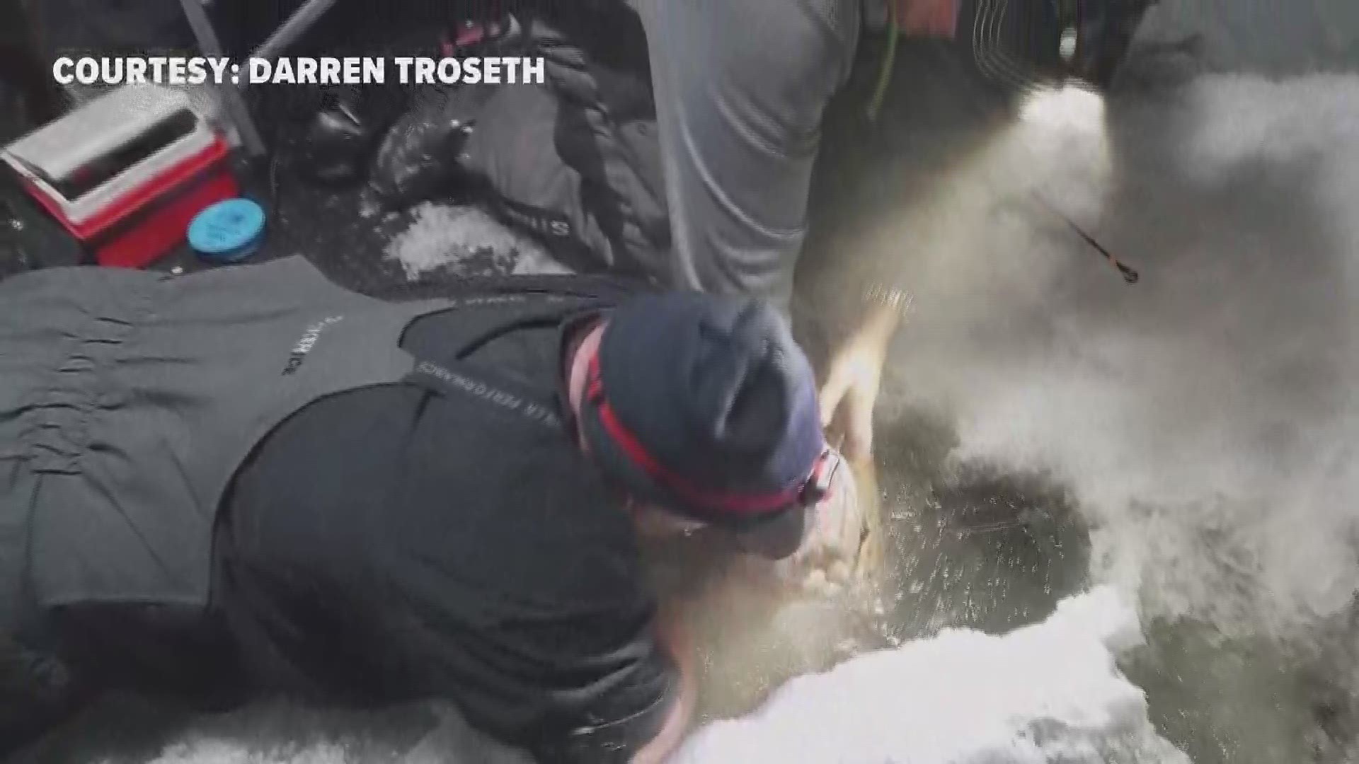A 120-pound, 78-inch sturgeon caught by an ice fisherman over the weekend may be the biggest fish ever caught in Minnesota. Video courtesy: Darren Troseth. https://kare11.tv/2N6odCM