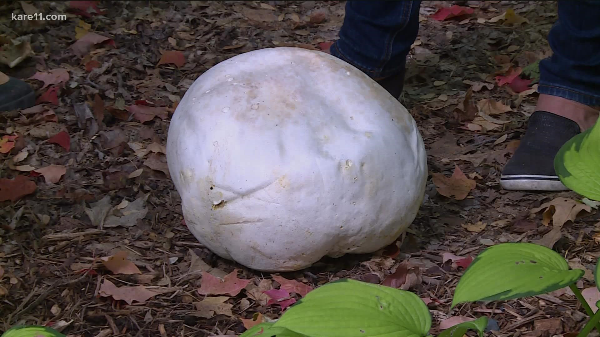Tis the season for puffball mushrooms. So many of you have posted pictures of the giant white mushrooms growing in your yards. And yes, they're edible!