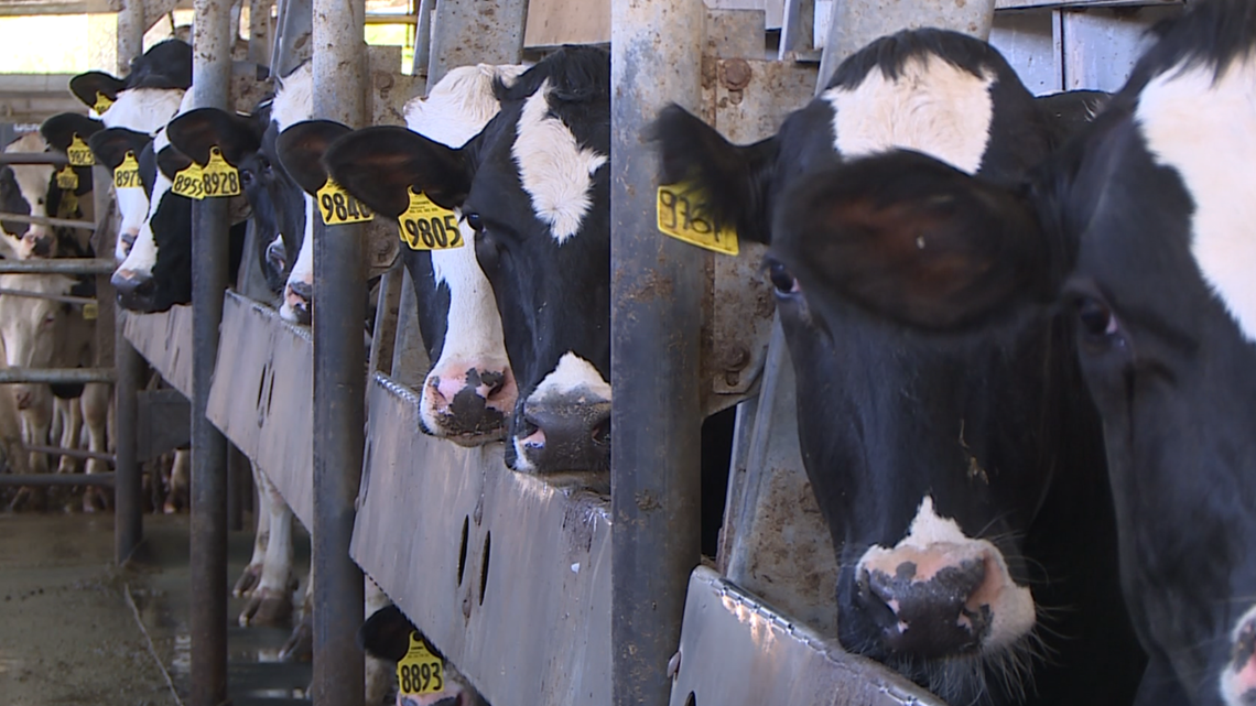 Meet the first woman to run this dairy farm founded in 1912 - Vimarsana News