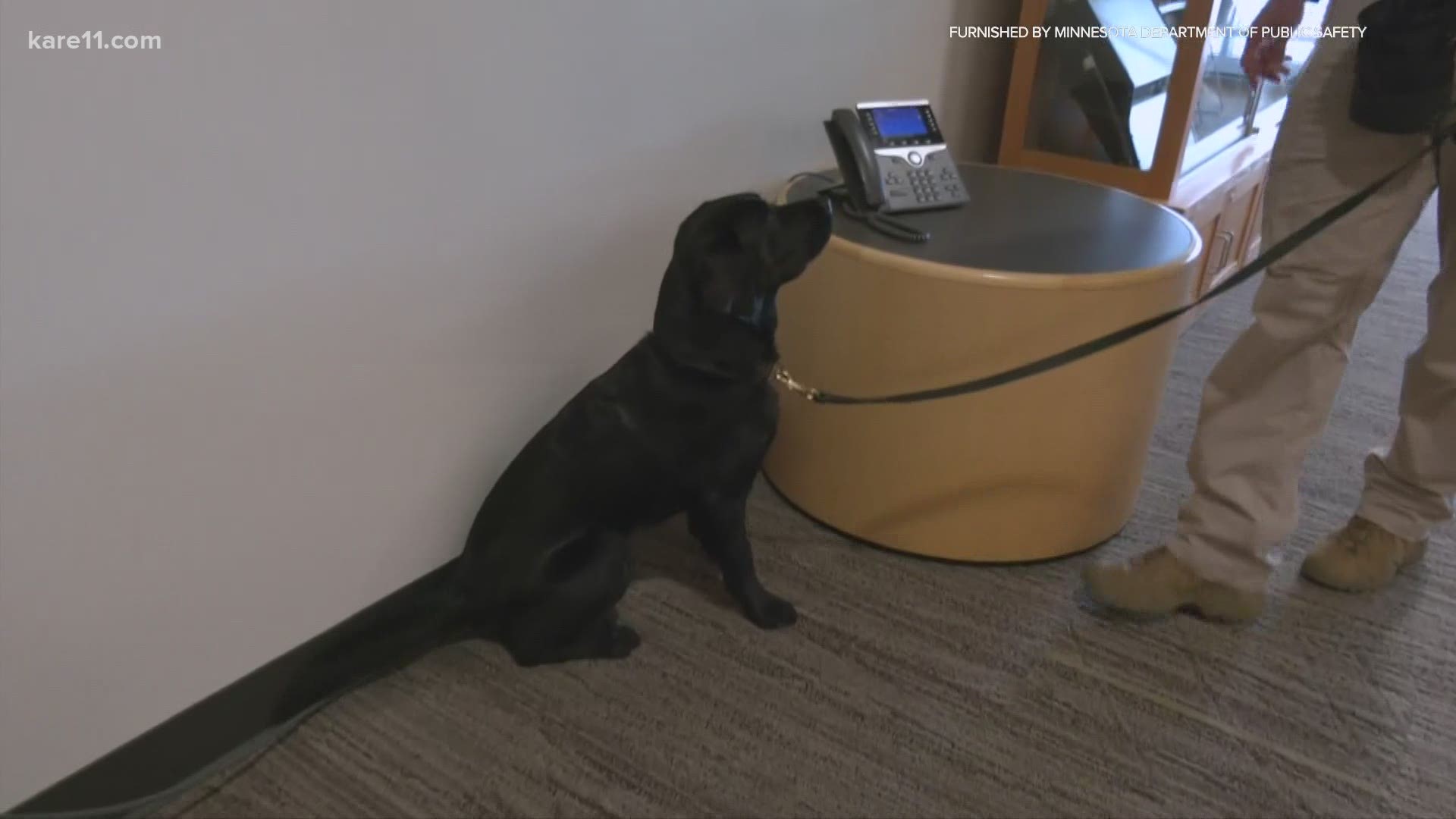 The BCA has recruited a 2-year-old black British Labrador, named Sota, the first electronic detection K-9 in the state of Minnesota