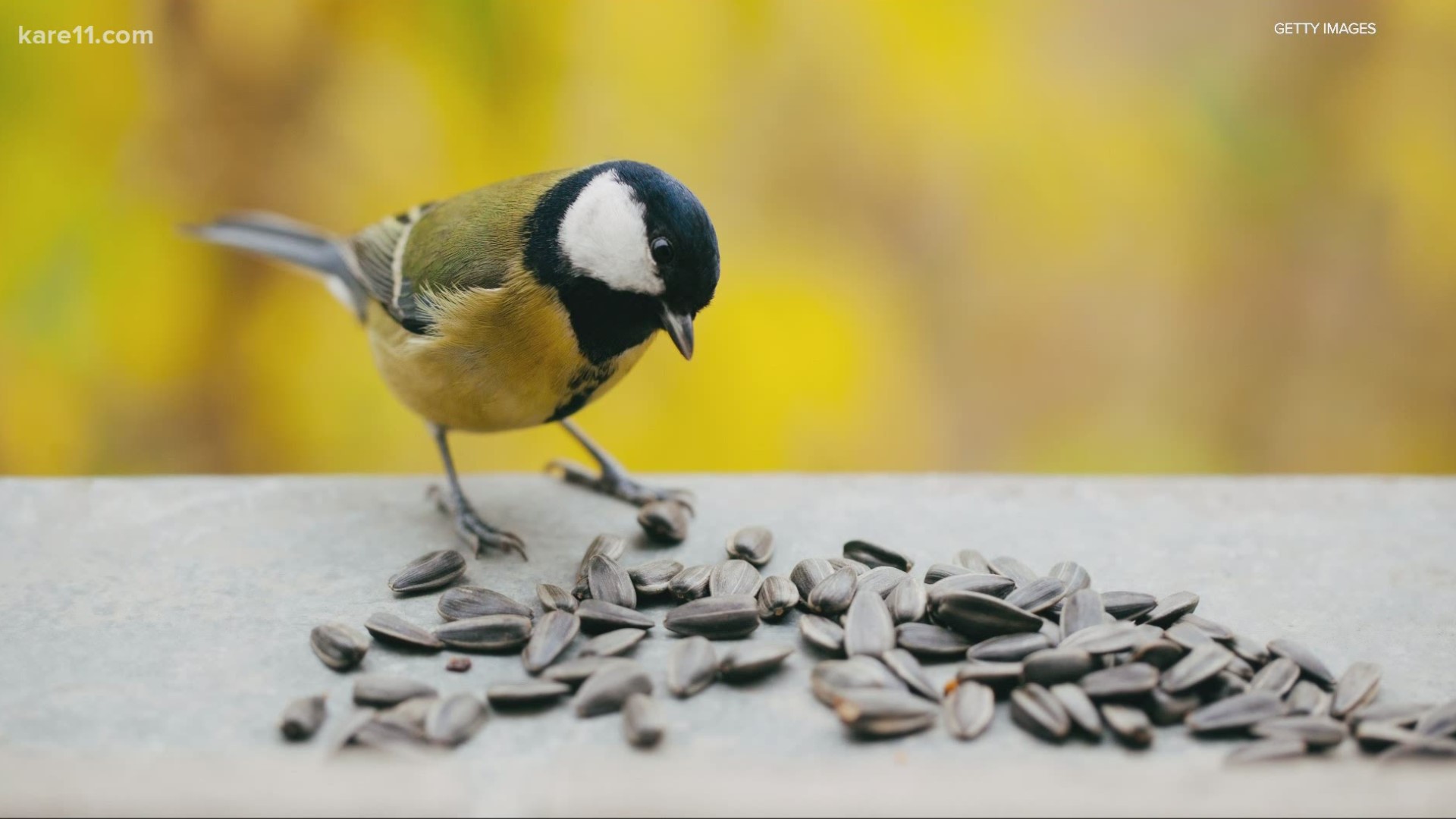 Raise your hand if you’re a bird nerd! Birdseed is expensive! But growing your own birdseed is totally doable. We have a few plant suggestions.