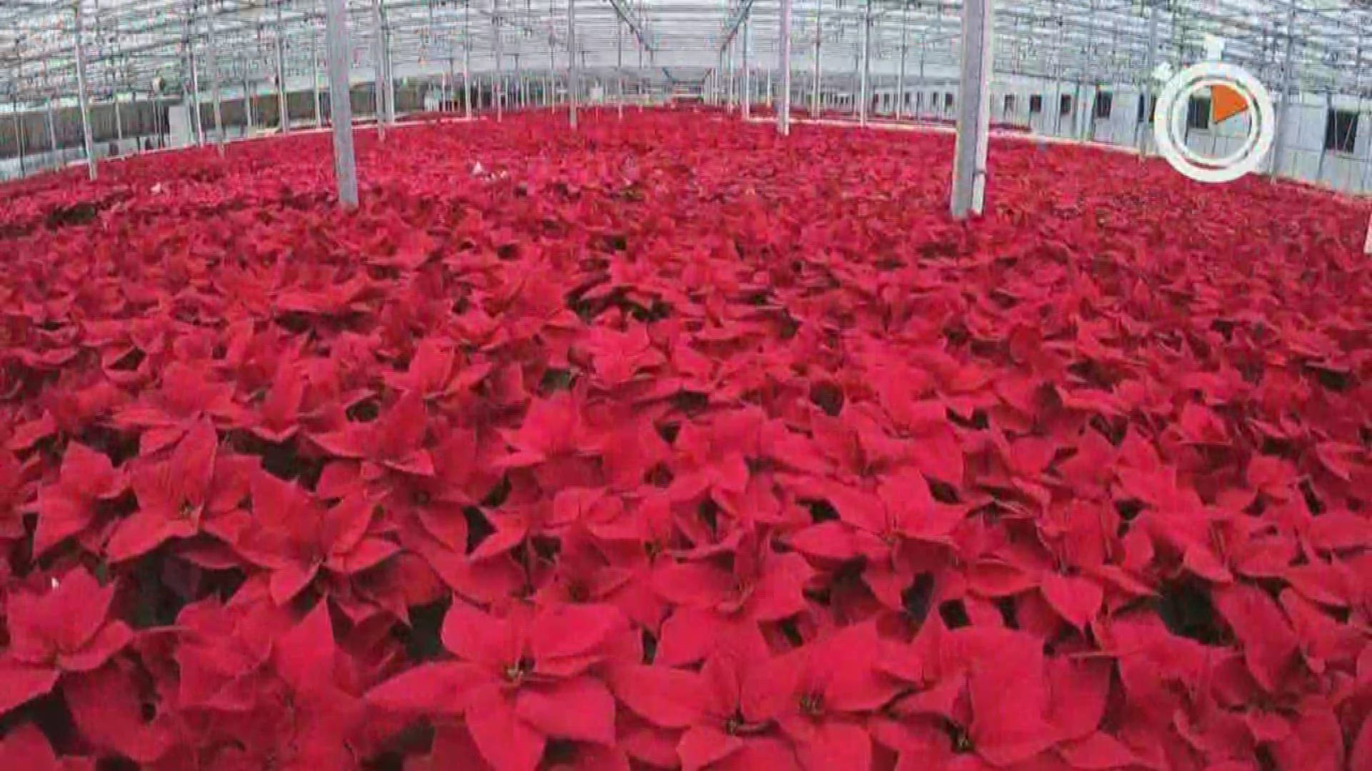 The metro-based home and garden company grew more than 60,000 poinsettias for the Holiday season this year.