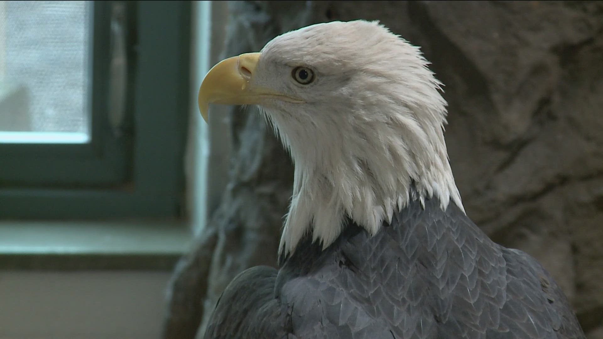 A Minnesotan with a massive eagle collection discovered that the bald eagle isn’t officially the national bird, but now there’s a push to change that.