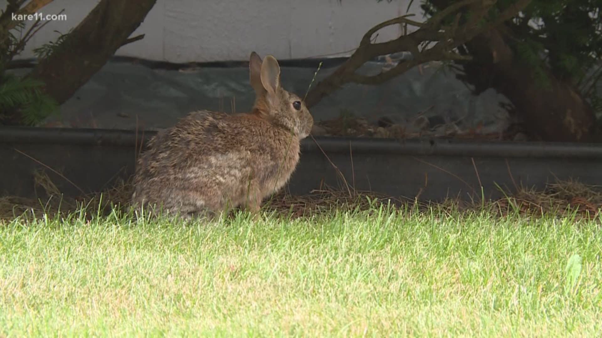 Few things can get a dedicated gardener more teed off than the site of a hungry rabbit.