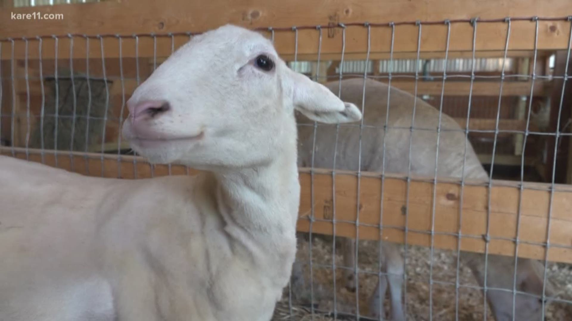 Farmaste Animal Sanctuary takes in and rescues farm animals that would otherwise be in line for slaughter. https://kare11.tv/2O2Mmtk