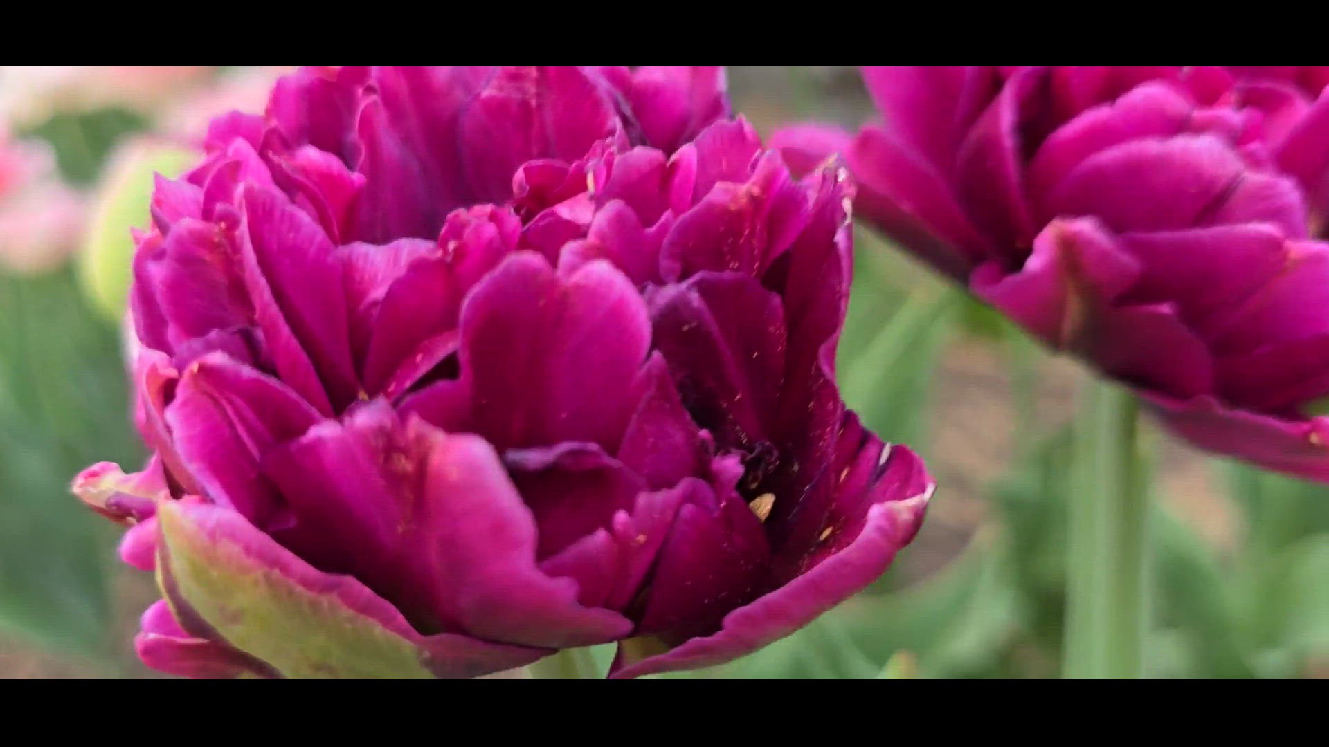 Tulips at the Arboretum | kare11.com