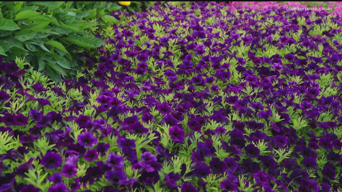 U of M ResearchMorris reveals 2023 Top 10 Annuals