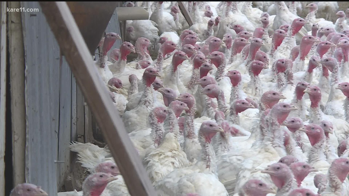 Bird flu found in Meeker County turkey run