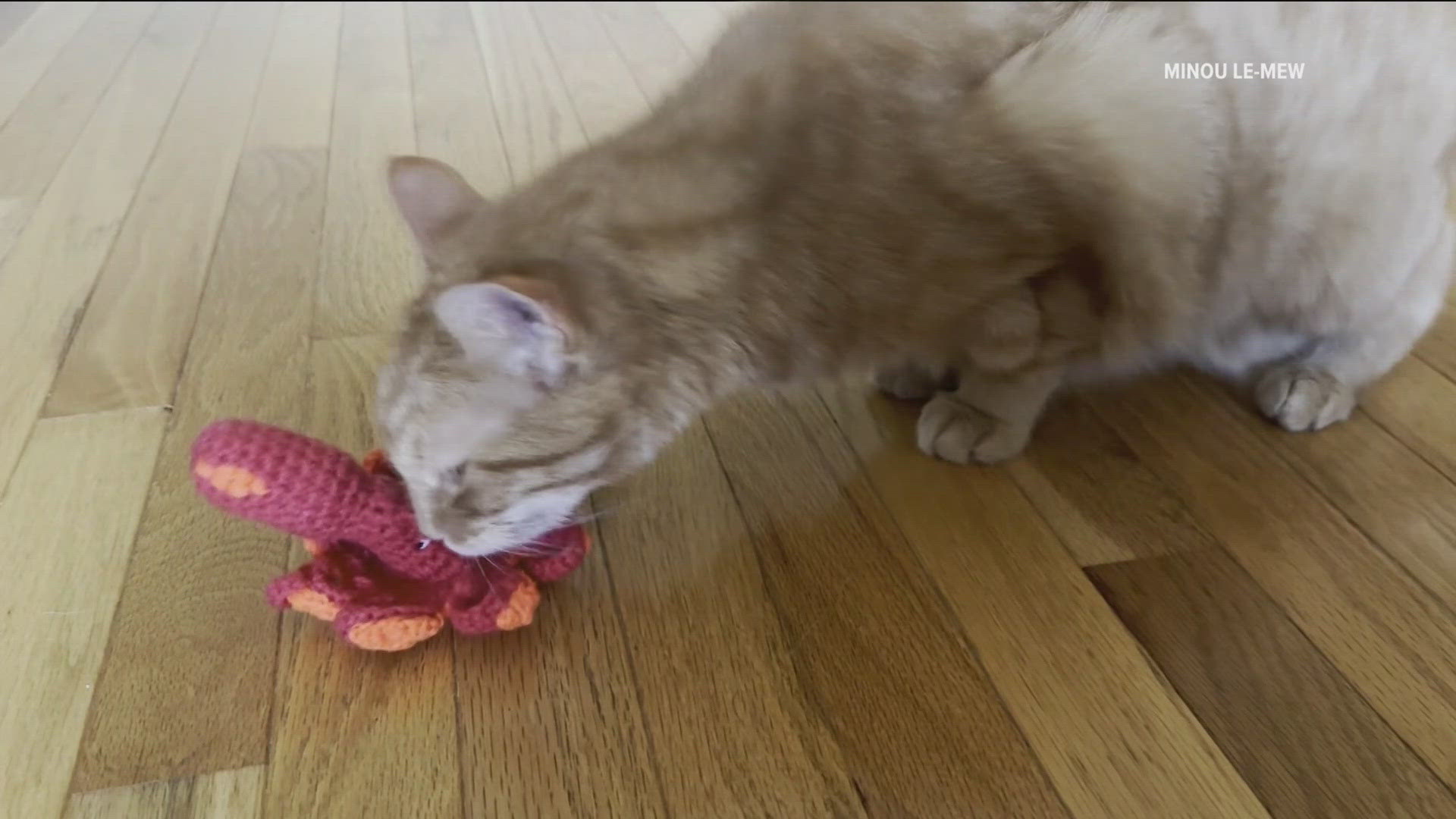 The owner of a luxury cat toy shop visited KARE 11 News at Noon to share more about your pet's playtime. 