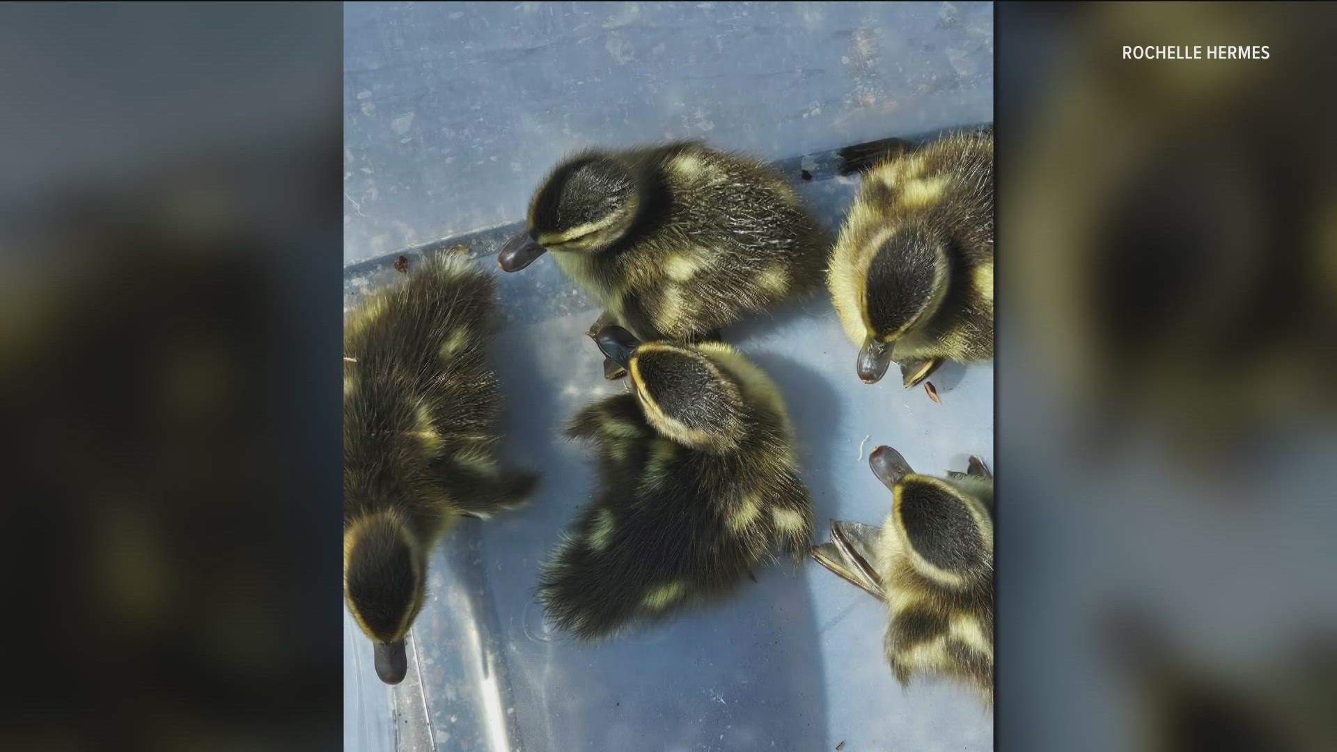 A Brooklyn Park resident called in help for a family of ducks that came across a difficult obstacle.