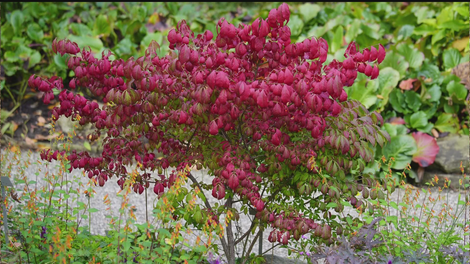 Those with burning bush in their landscape are encouraged to replace it with a native shrub, although it is not illegal to have burning bush in your yard.