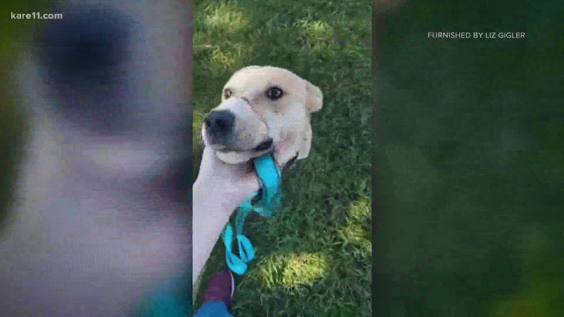 Riptide was rescued after he was found tied to a tree in St. Paul, with his muzzle zip-tied.