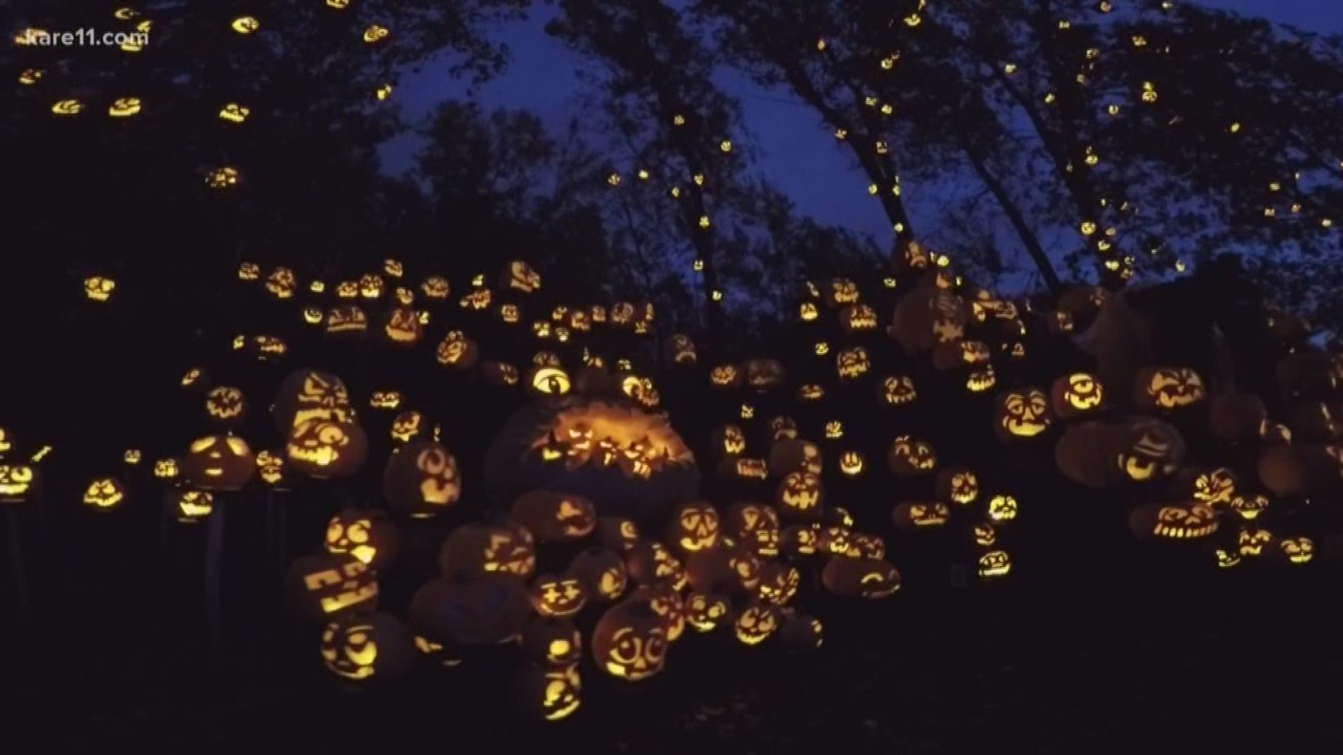 Minnesota Zoo brings in thousands of pumpkins for JackOLantern