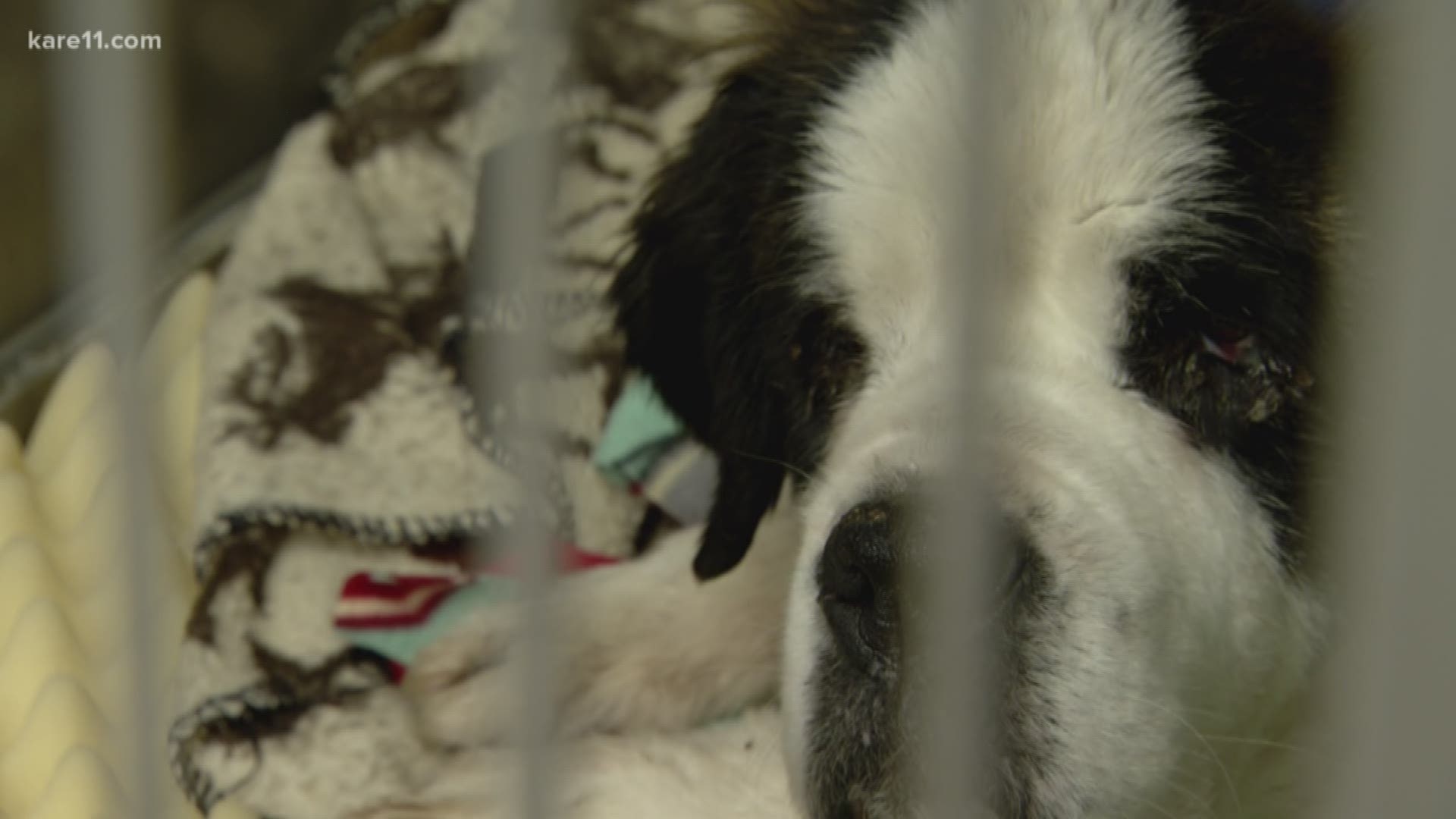 A St. Bernard in Sherburne County is in safe hands now after an improbable survival story.