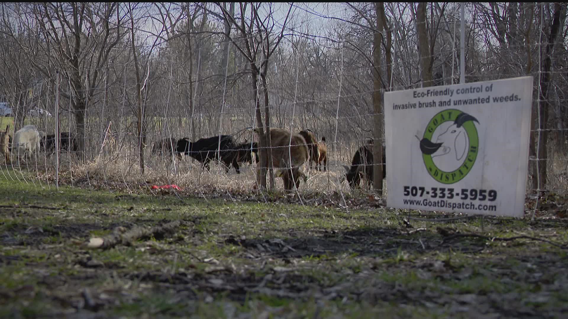 The MN Department of Agriculture granted the city $5,000 to bring in a herd of goats, aiming to deal with its buckthorn problem in an eco-friendly way.