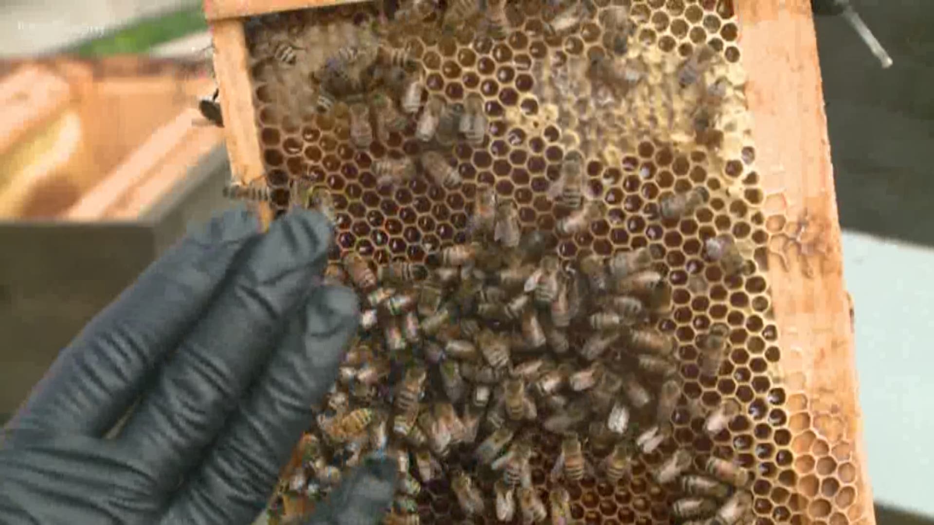 Helping save the bee population AND providing locally-sourced honey? Surly's bee farm sounds like a win-win. https://kare11.tv/2Kjenzp