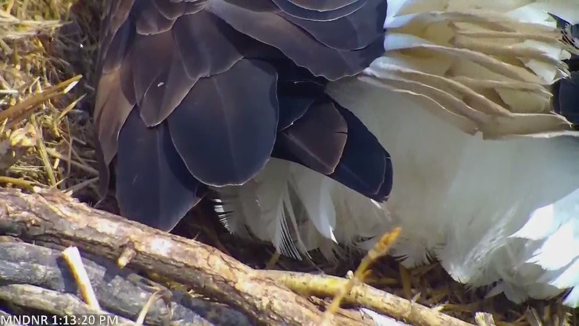 The first eaglet on the Minnesota DNR's EagleCam hatched Friday afternoon, and the second should follow within a couple of days.