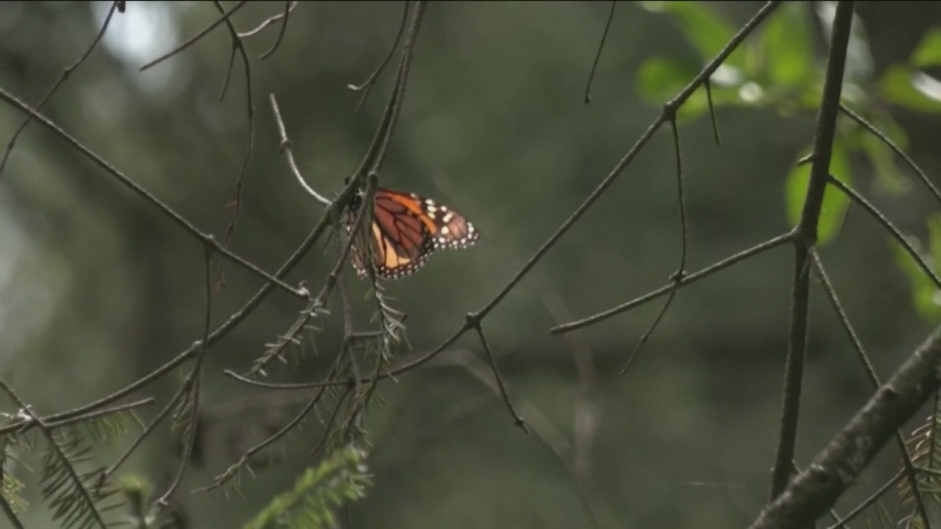 The number of monarch butterflies at their wintering areas in Mexico dropped by 59% this year to the second lowest level since record keeping began.