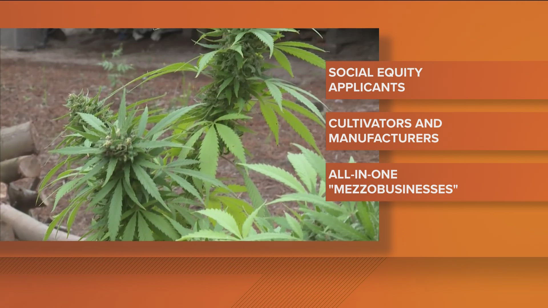 There are about 100 applicants vying for 50 cannabis cultivator licenses. 