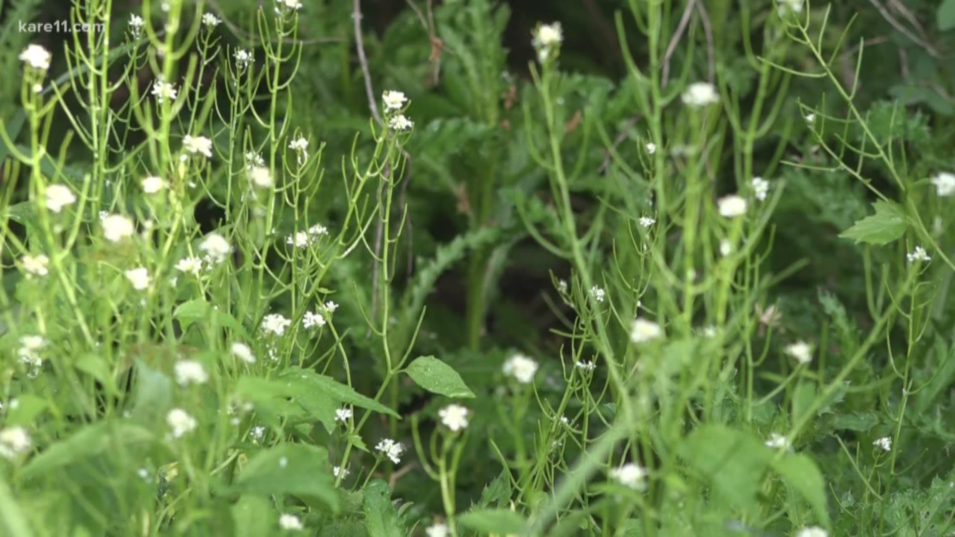 Pull out that garlic mustard