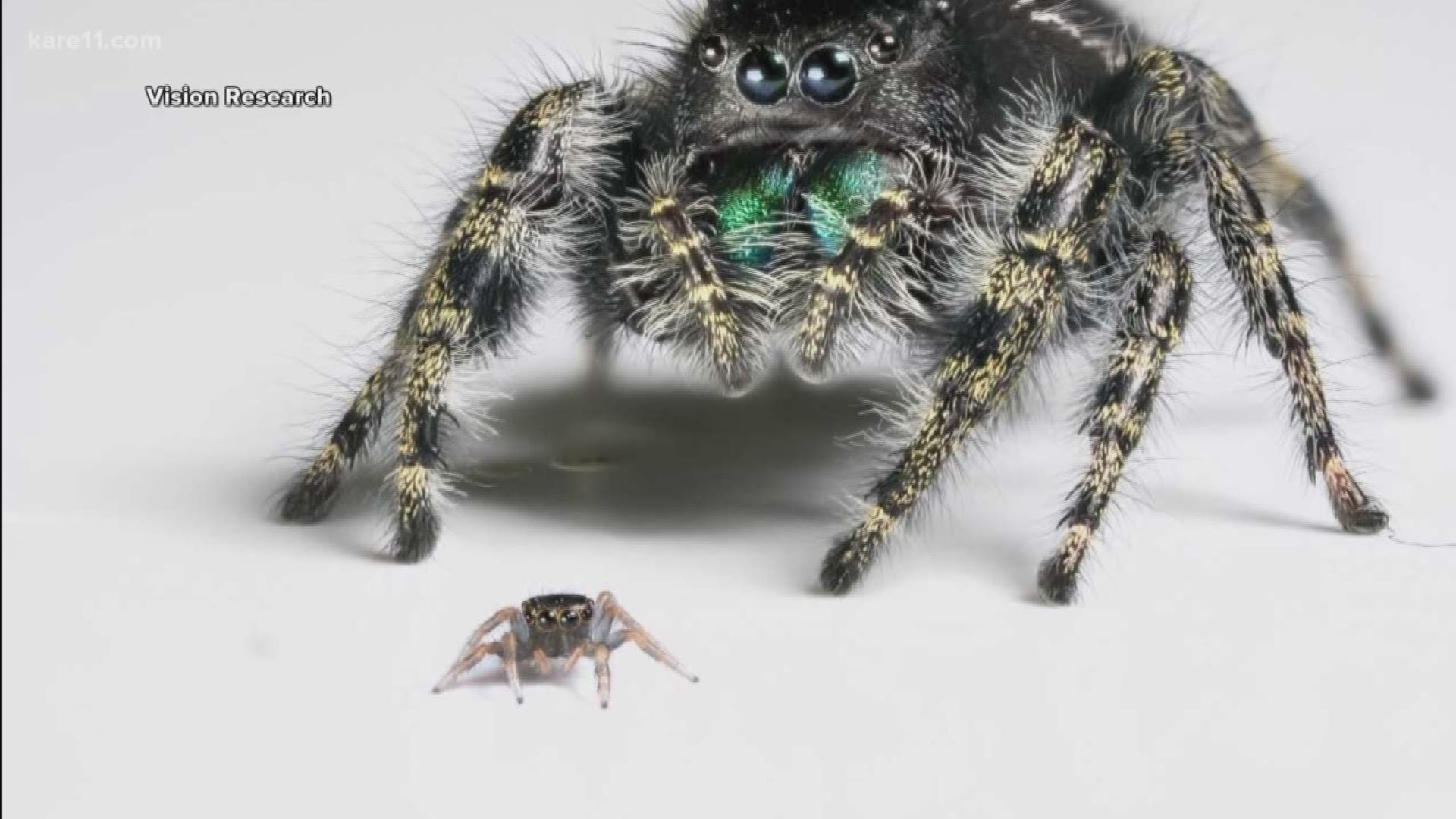 Tiny Jumping Spiders Are Endearing Predators — Menunkatuck Audubon Society