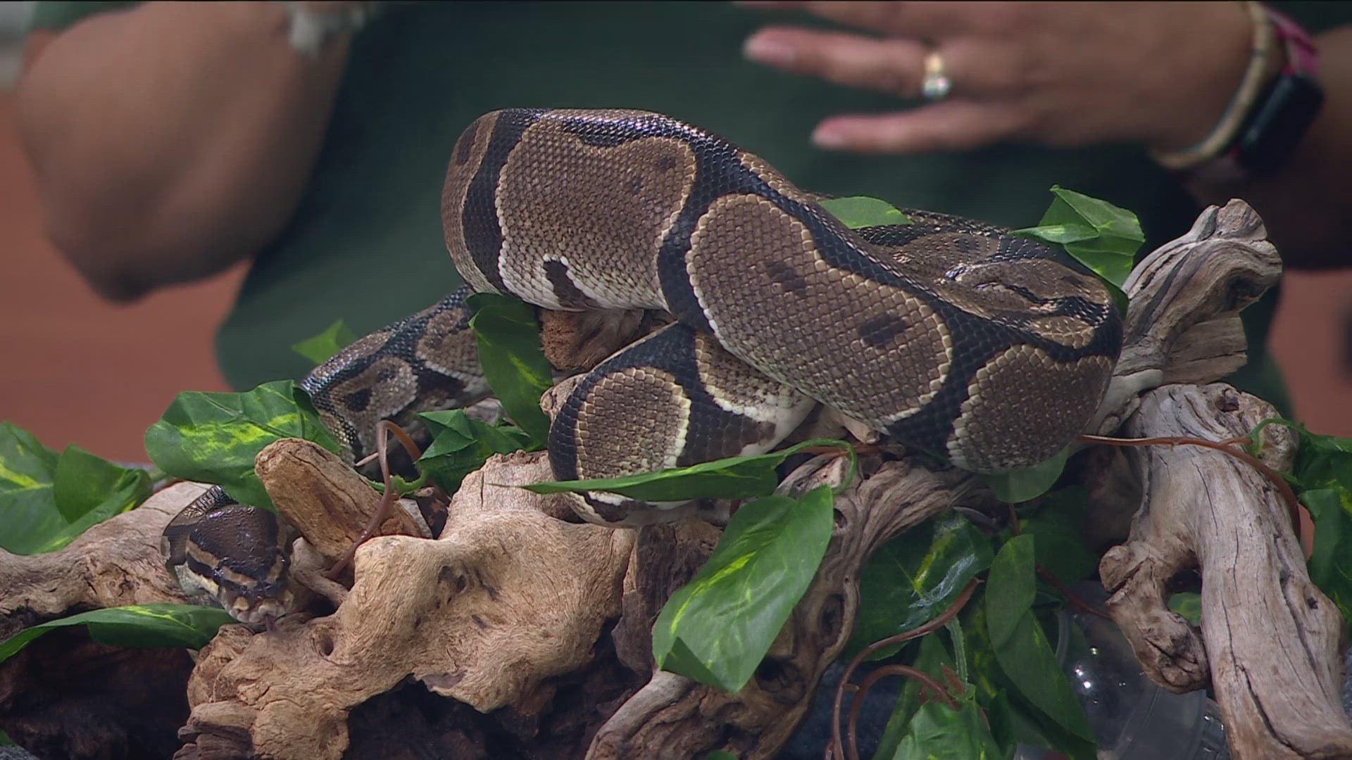 Tarantulas were crawling at KARE 11 News at Noon when the Minnesota Zoo paid a visit to offer a glimpse into summer experiences available to visitors.