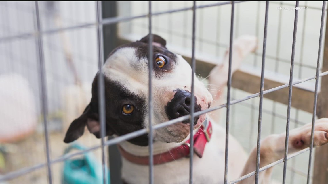 Animal rescues in desperate need of foster homes