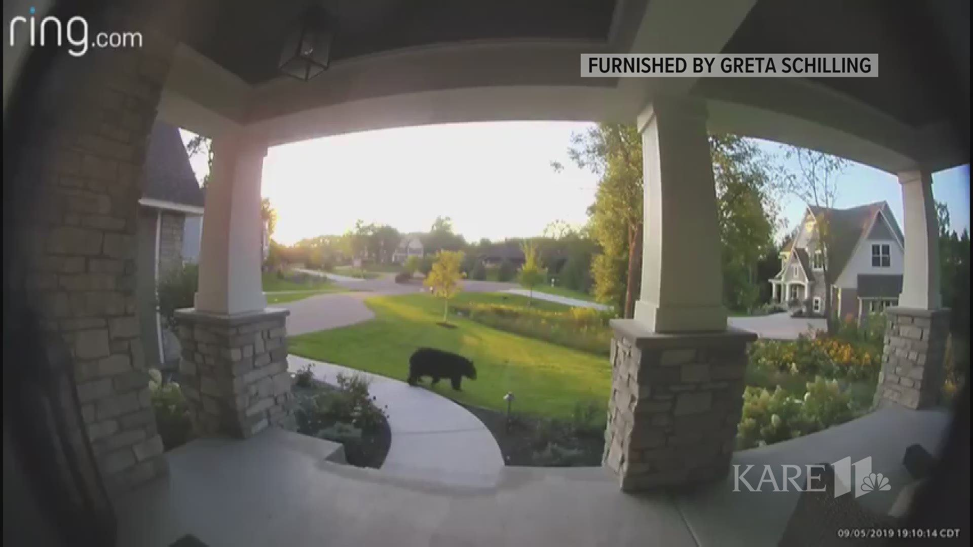 The bear marched across the front yard before disappearing into a wetland area.