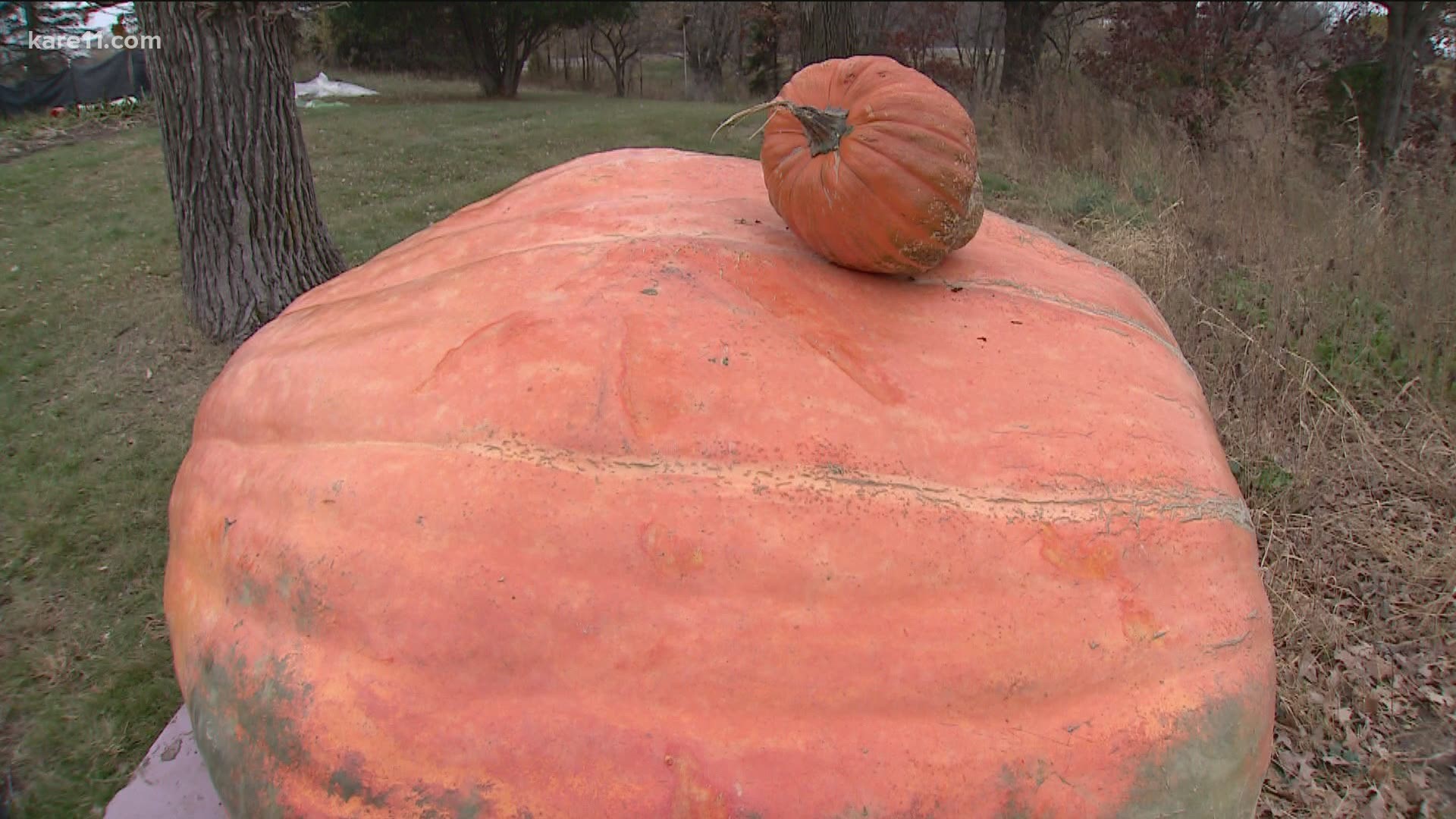 Travis Gienger's pumpkin, Tiger King, clocked in at 2,350 pounds.