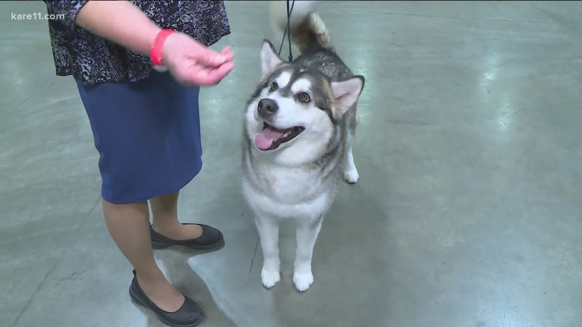 KARE 11 Saturday takes a live look at the annual dog show, which is back after a year off due to the pandemic.
