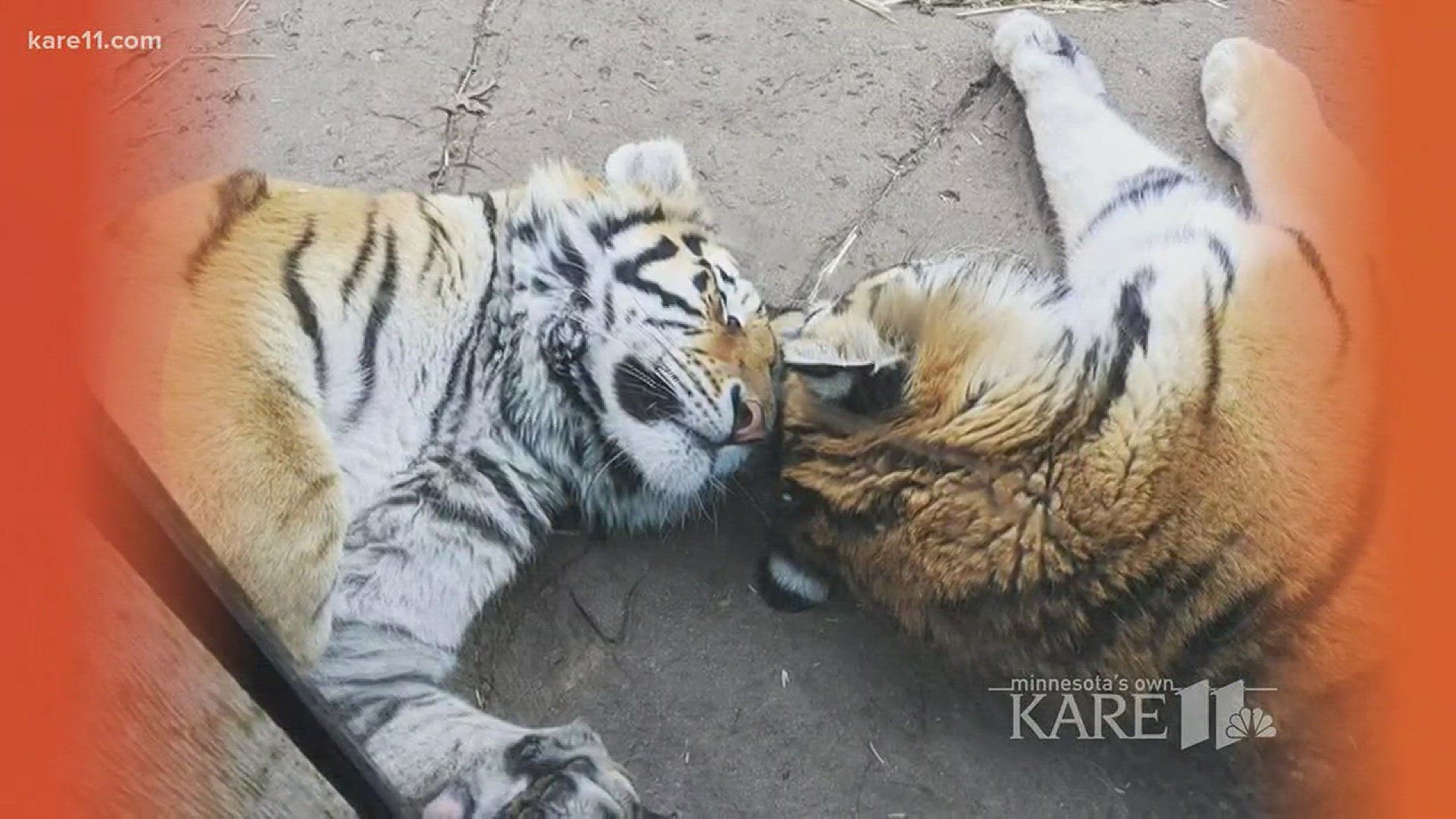 Two new female Amur tigers recently arrived at the zoo, bringing the total of endangered tigers there to five. http://kare11.tv/2pgXnxc