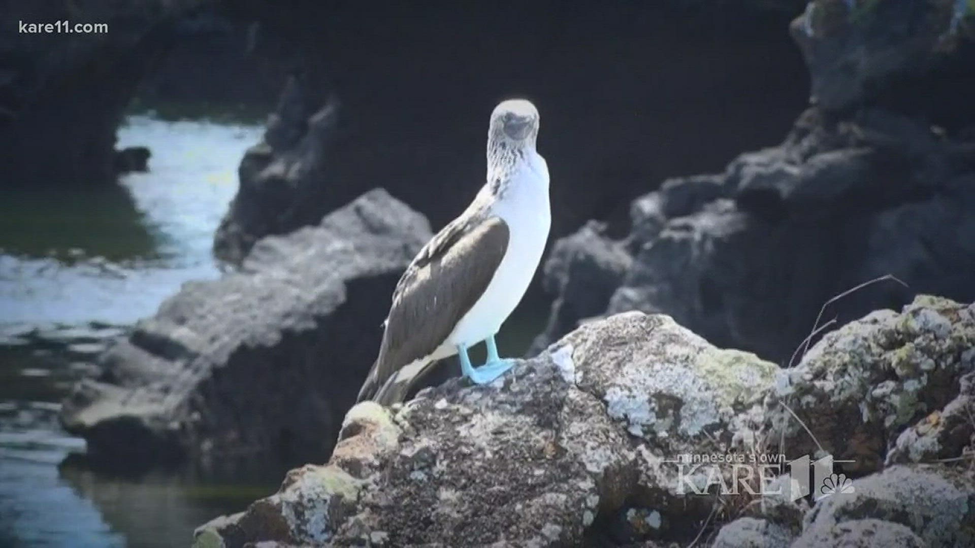 Sven revisits his trip to the Galapagos Islands to talk about the declining numbers of the blue-footed booby population.