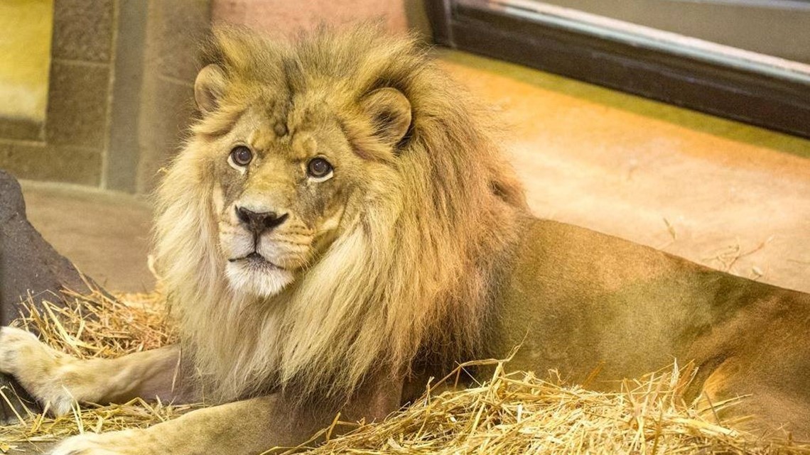 Beloved lion Mufasa euthanized at Como Zoo