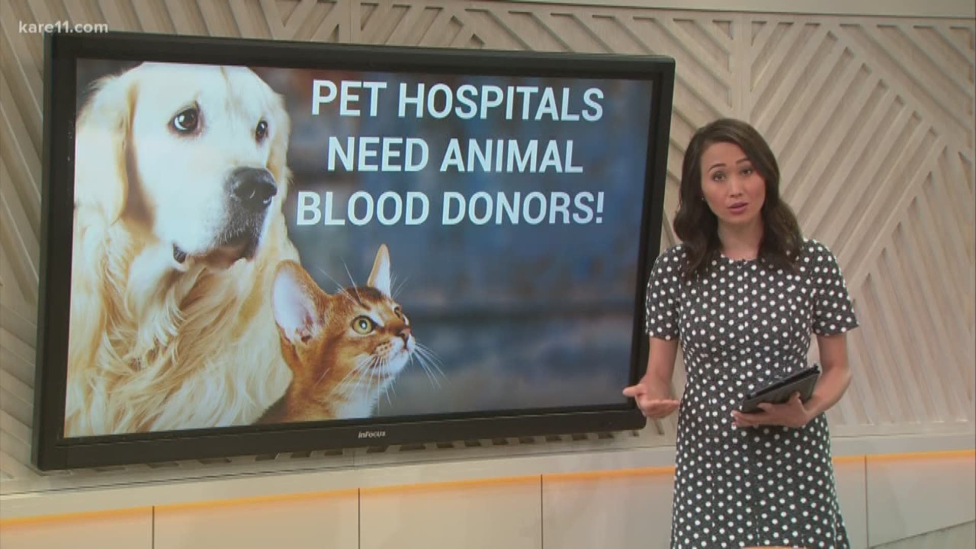 Pets need blood just like humans do if they get injured... so we need more pet owners donating! Gia Vang explains how to donate your pet's blood - and how it will help your pet out.