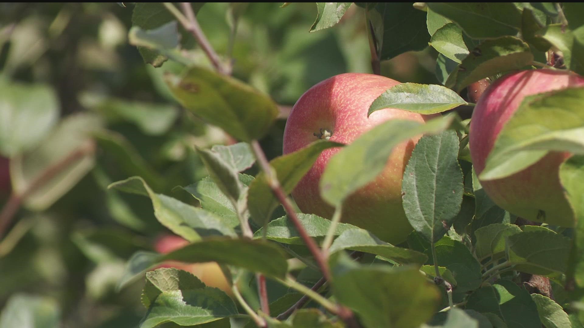 Some orchards say the cold spring and dry summer has delayed the ripening of some of their apples.