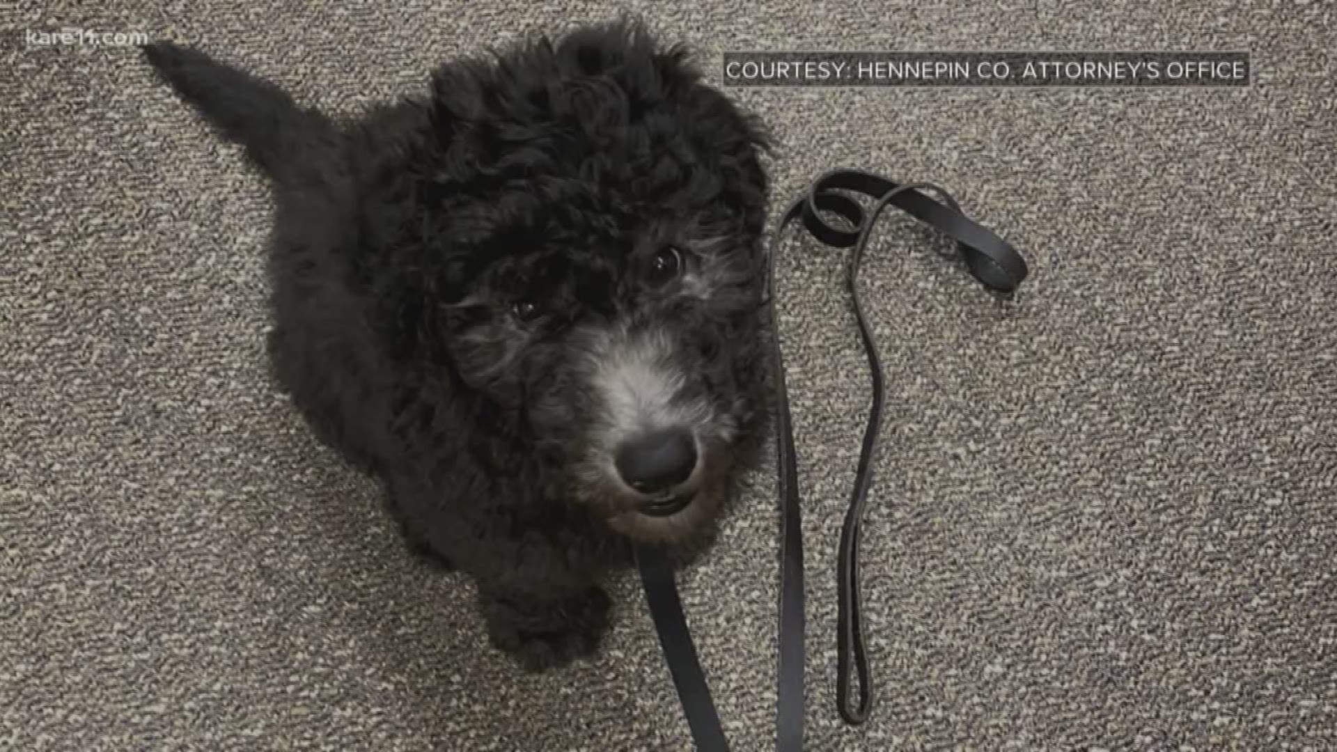 Meet the new 'emotional support' dog at the Hennepin Co. Attorney's Office  