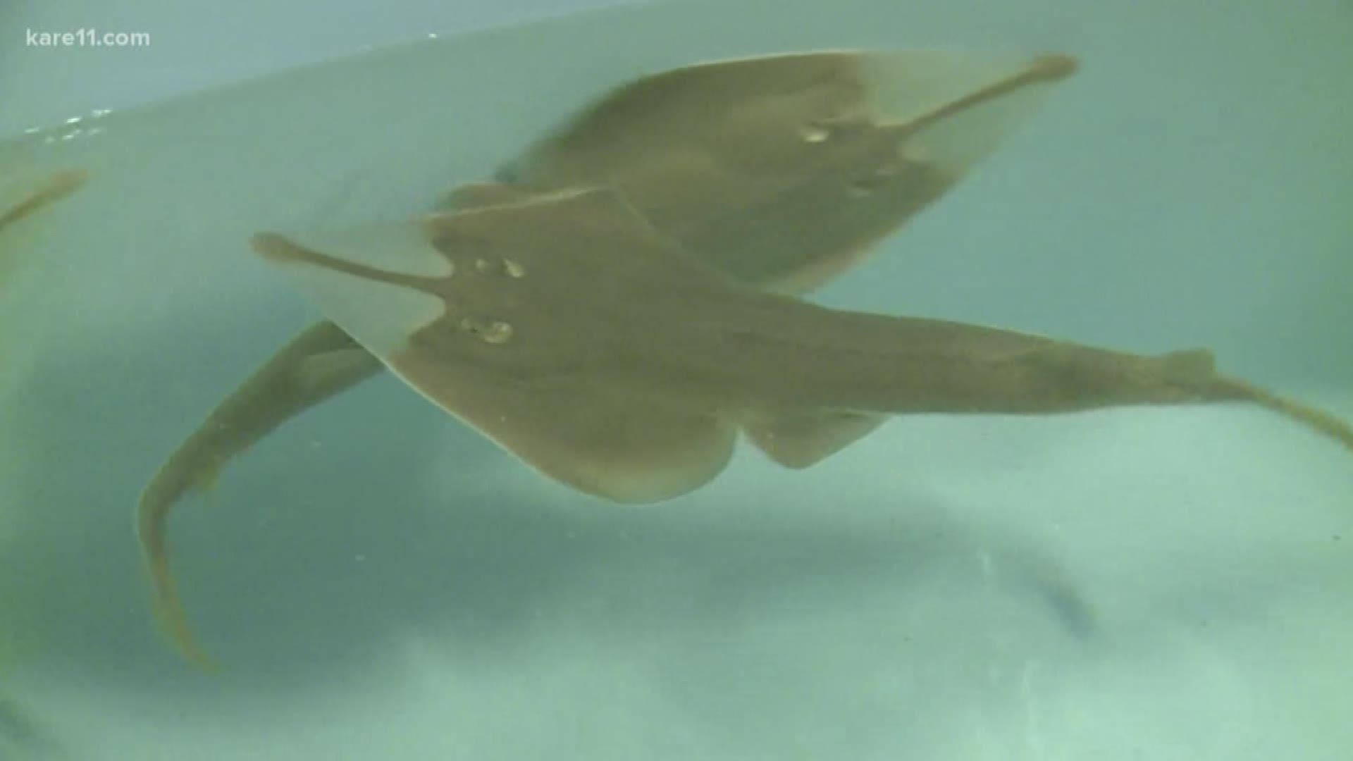 Giant guitarshark babies are on display at the Mall of America's SEA LIFE for the first time.