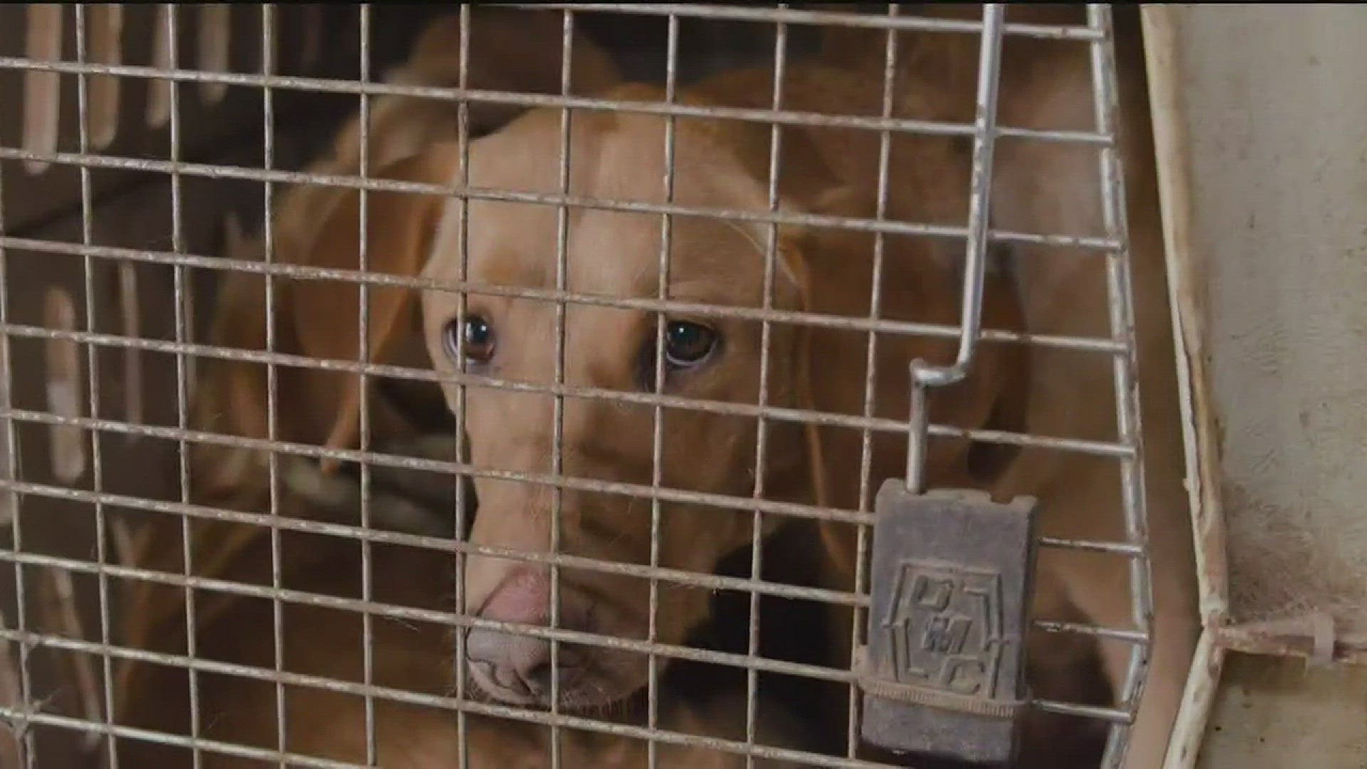 How Many Puppy Mills Are In Wisconsin