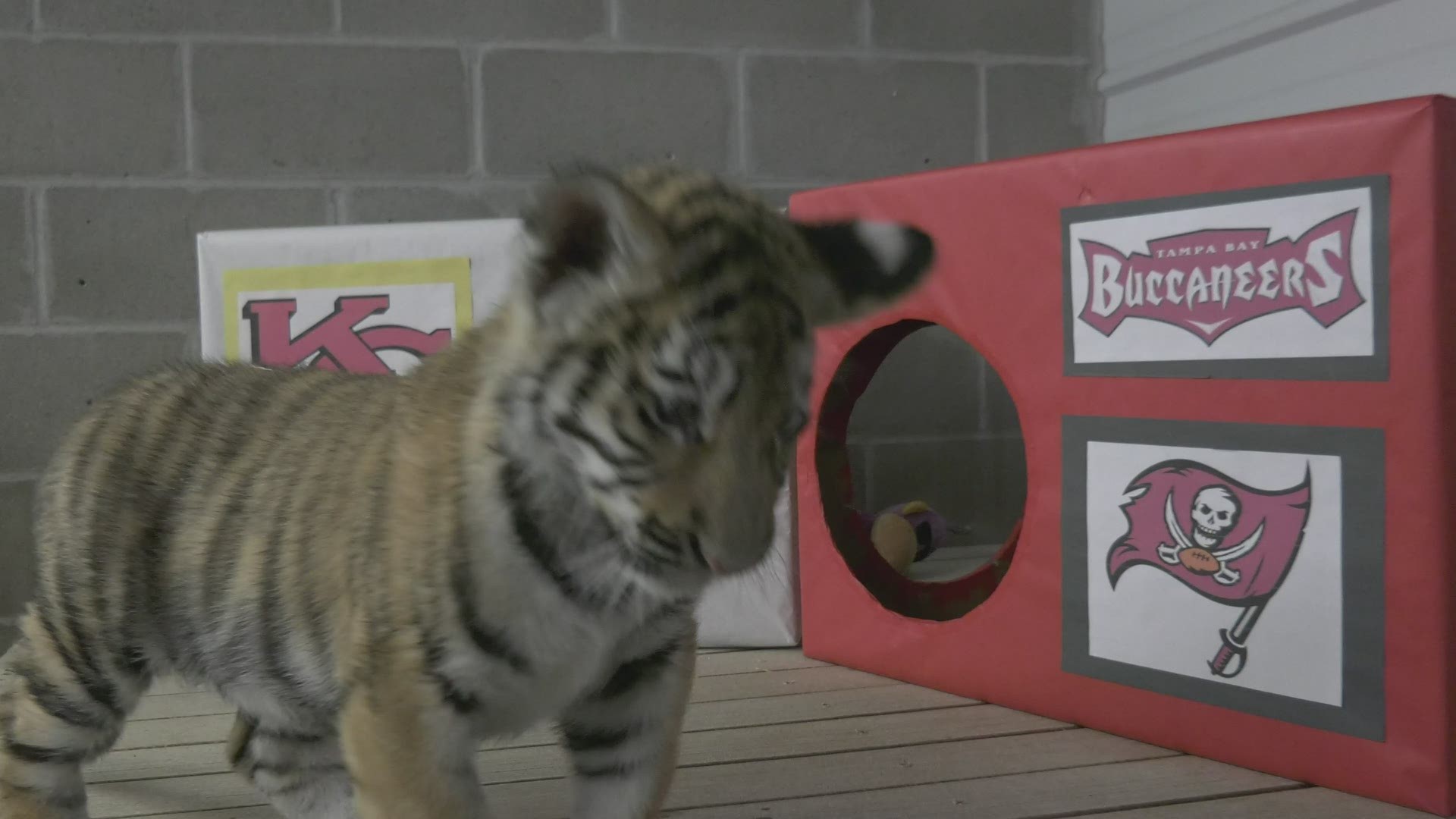 A 10-week-old tiger cub at The Wildcat Sanctuary near Sandstone has made his pick for who will win Super Bowl LV.